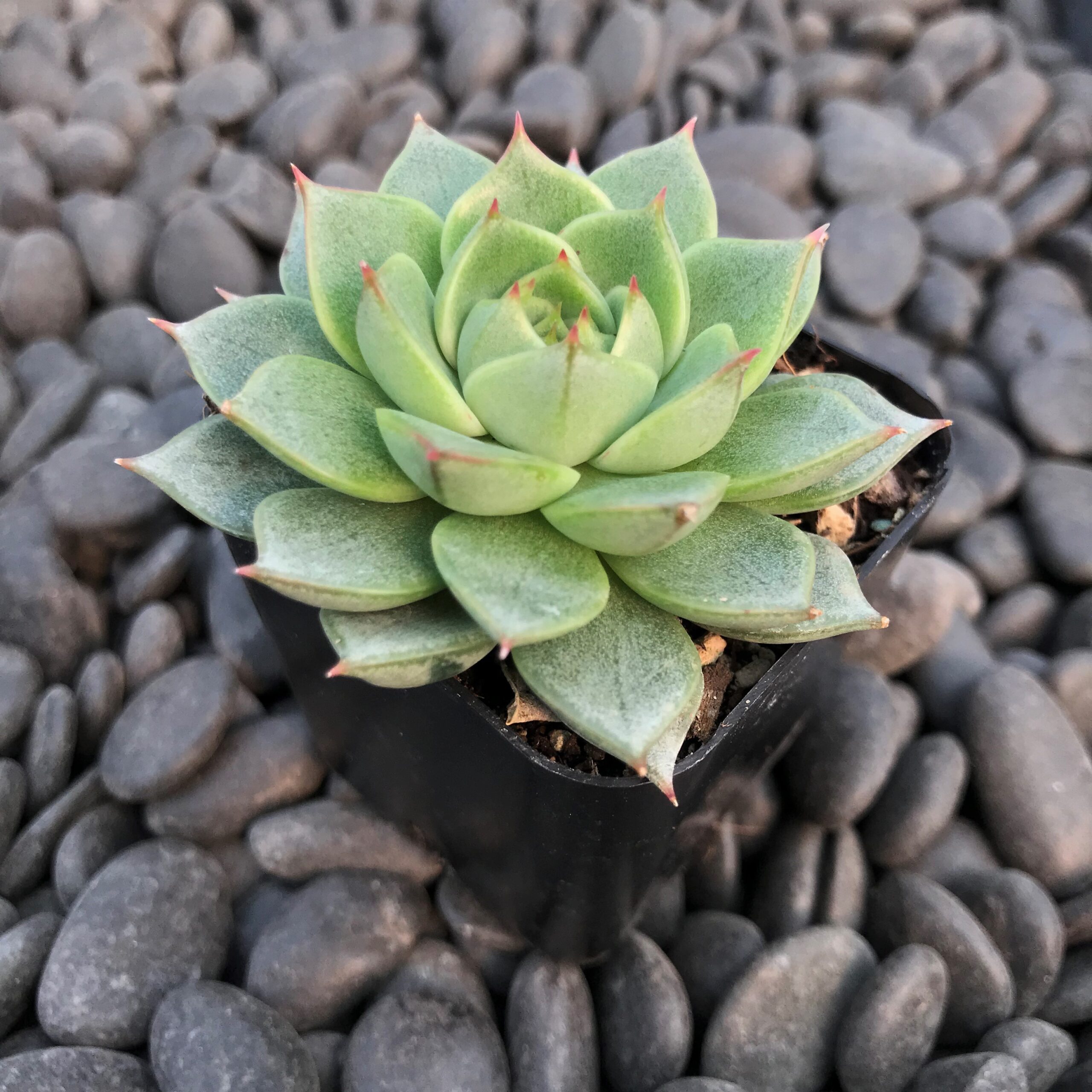 Echeveria 'Fabiola' (2" Pot) - Image 4