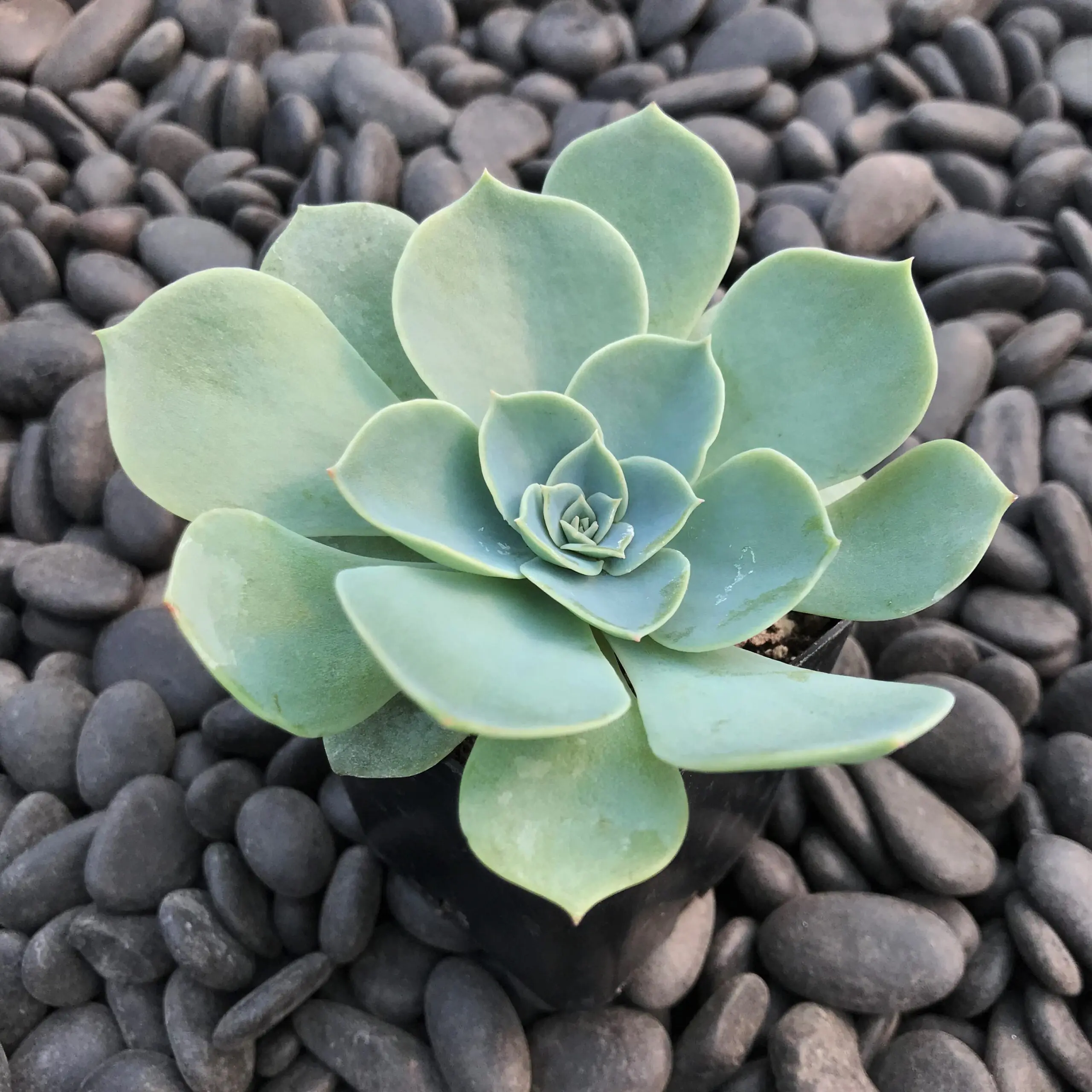 plant haworthia succulent Haworthia Fasciata 