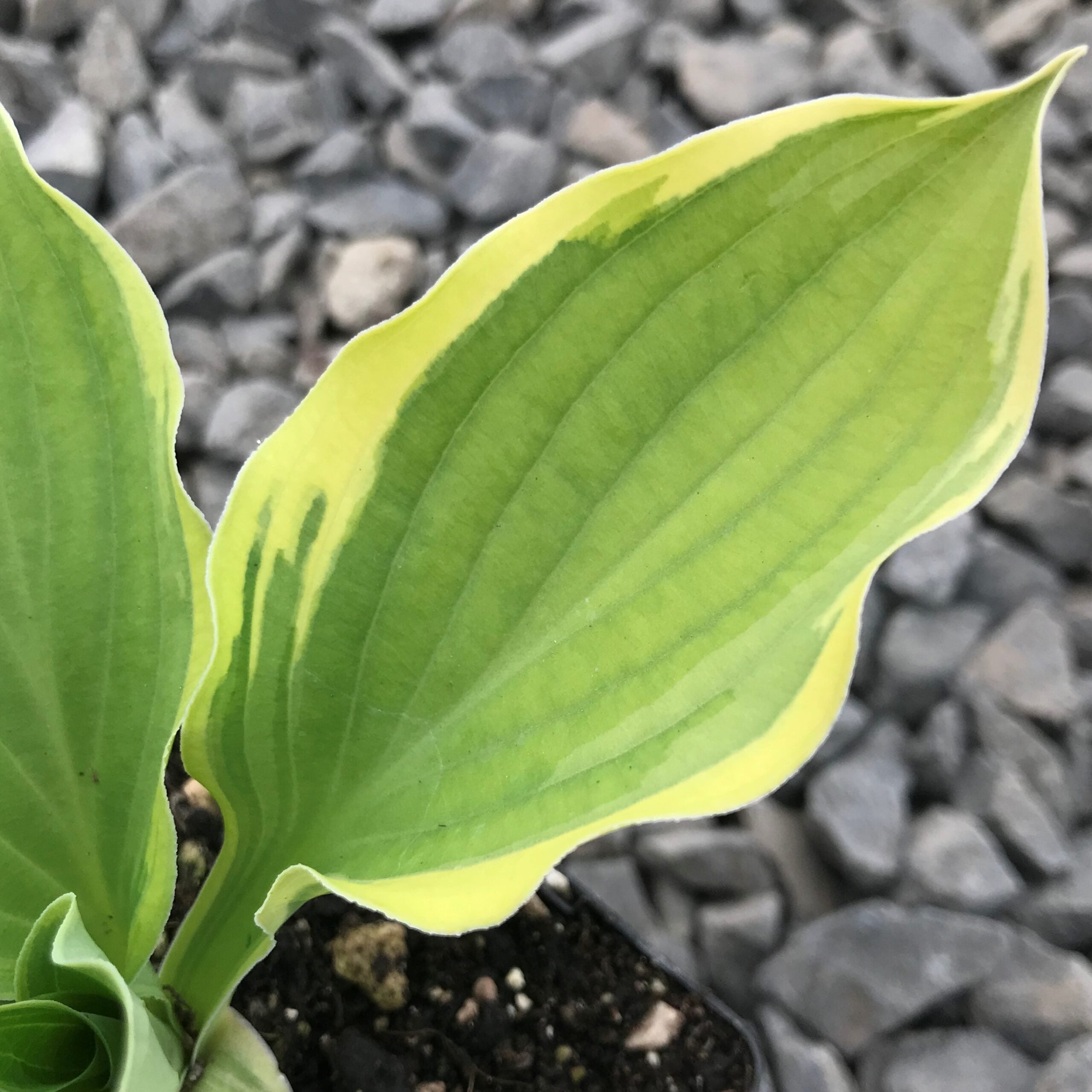 Hosta 'Blazing Saddles' - Plantain Lily (3.5" Pot) - Image 2