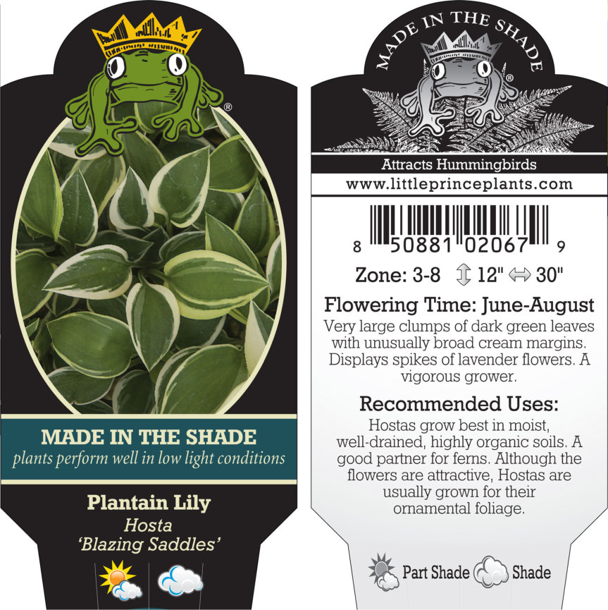 Hosta 'Blazing Saddles' - Plantain Lily (3.5" Pot) - Image 3