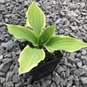 Hosta ‘Blazing Saddles’ – Plantain Lily (3.5″ Pot)