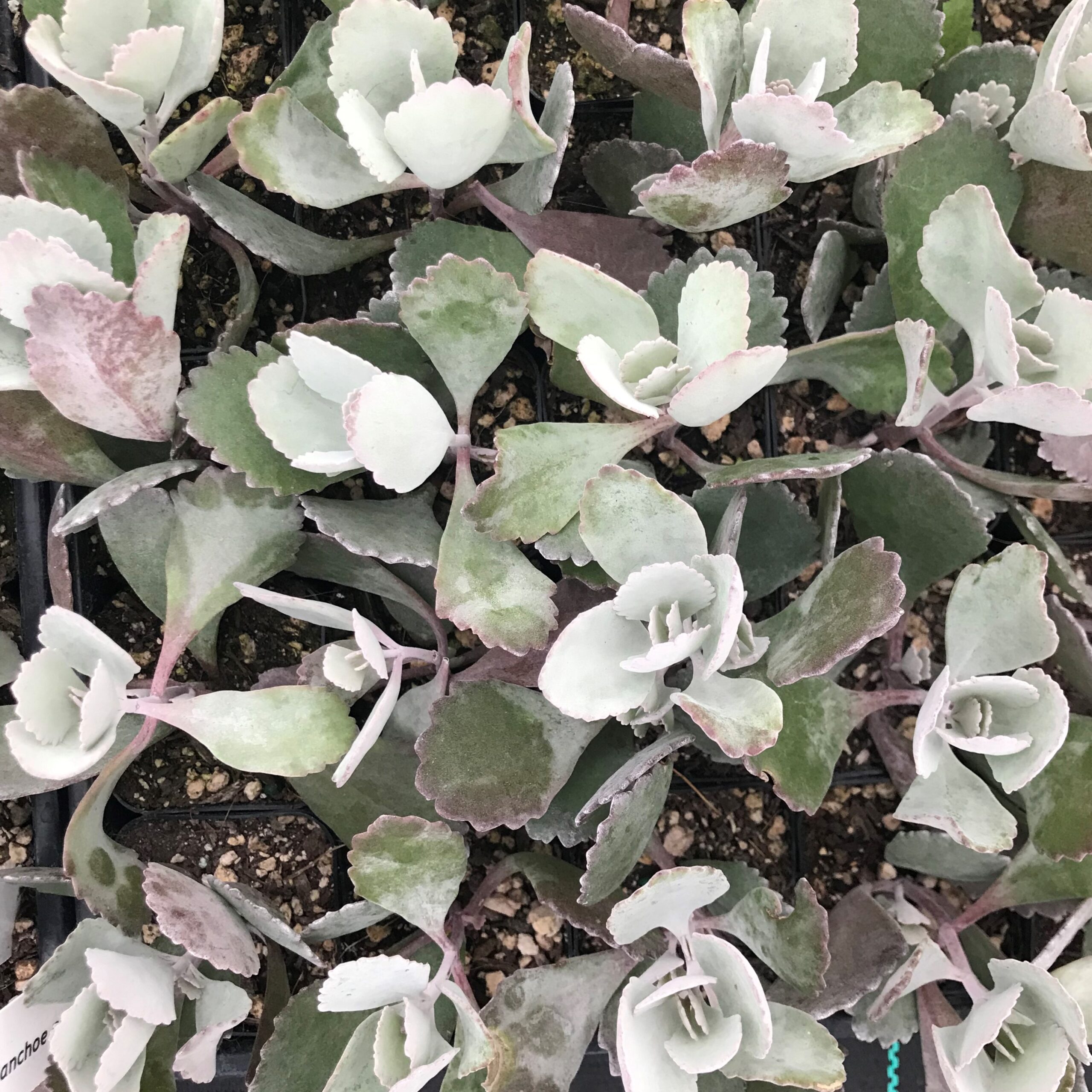 Kalanchoe pumila 'Silver Gray' - Flower Dust Plant (2" Pot) | Little Prince  of Oregon Nursery