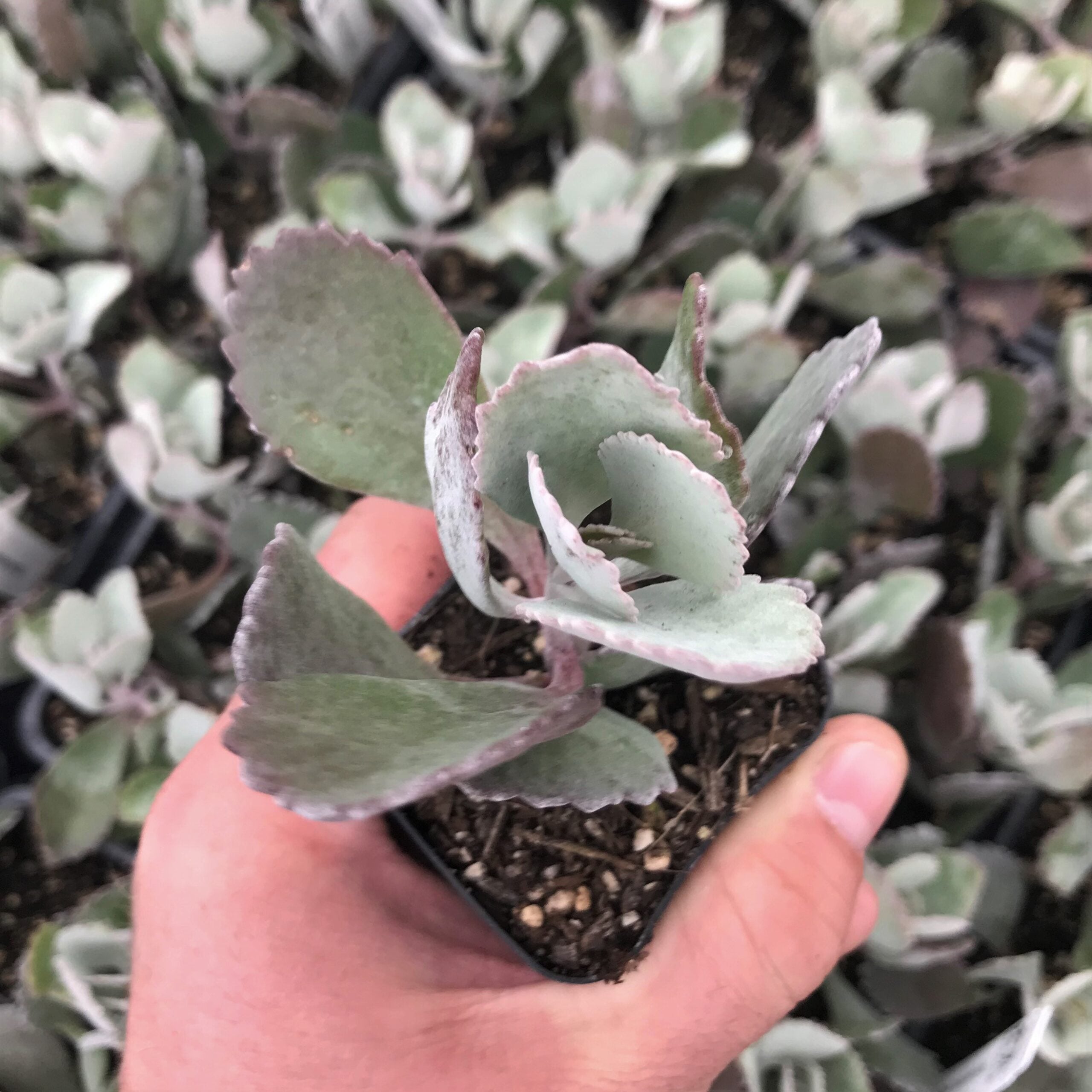 Kalanchoe pumila 'Silver Gray' - Flower Dust Plant (2" Pot) | Little Prince  of Oregon Nursery