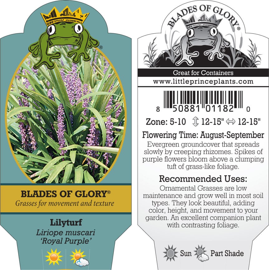 Liriope muscari 'Royal Purple' - Lilyturf (3.5" Pot) - Image 2