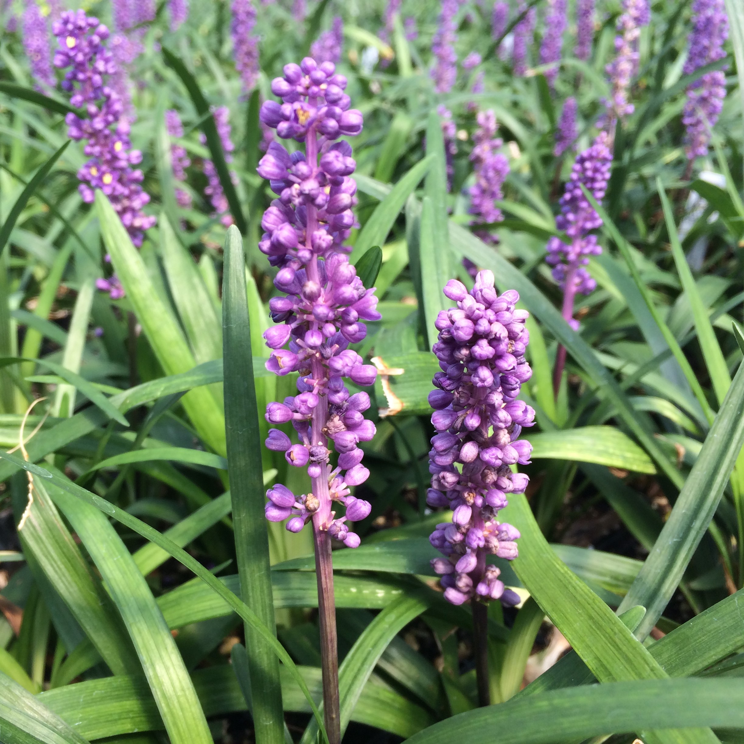 Liriope muscari 'Royal Purple' - Lilyturf (3.5" Pot)