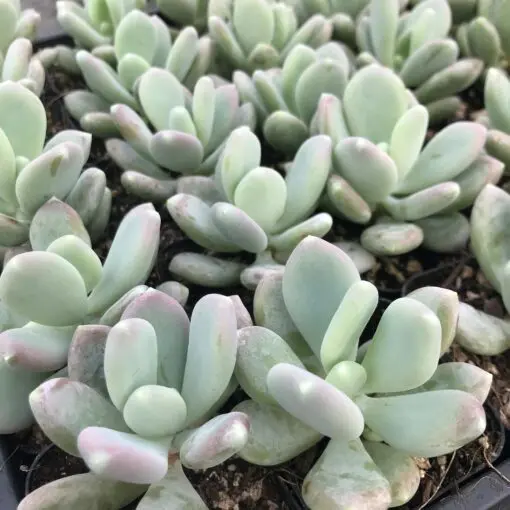 Pachyphytum glutinicaule - Sticky Moonstones Succulent (2" Pot) | Little  Prince of Oregon Nursery