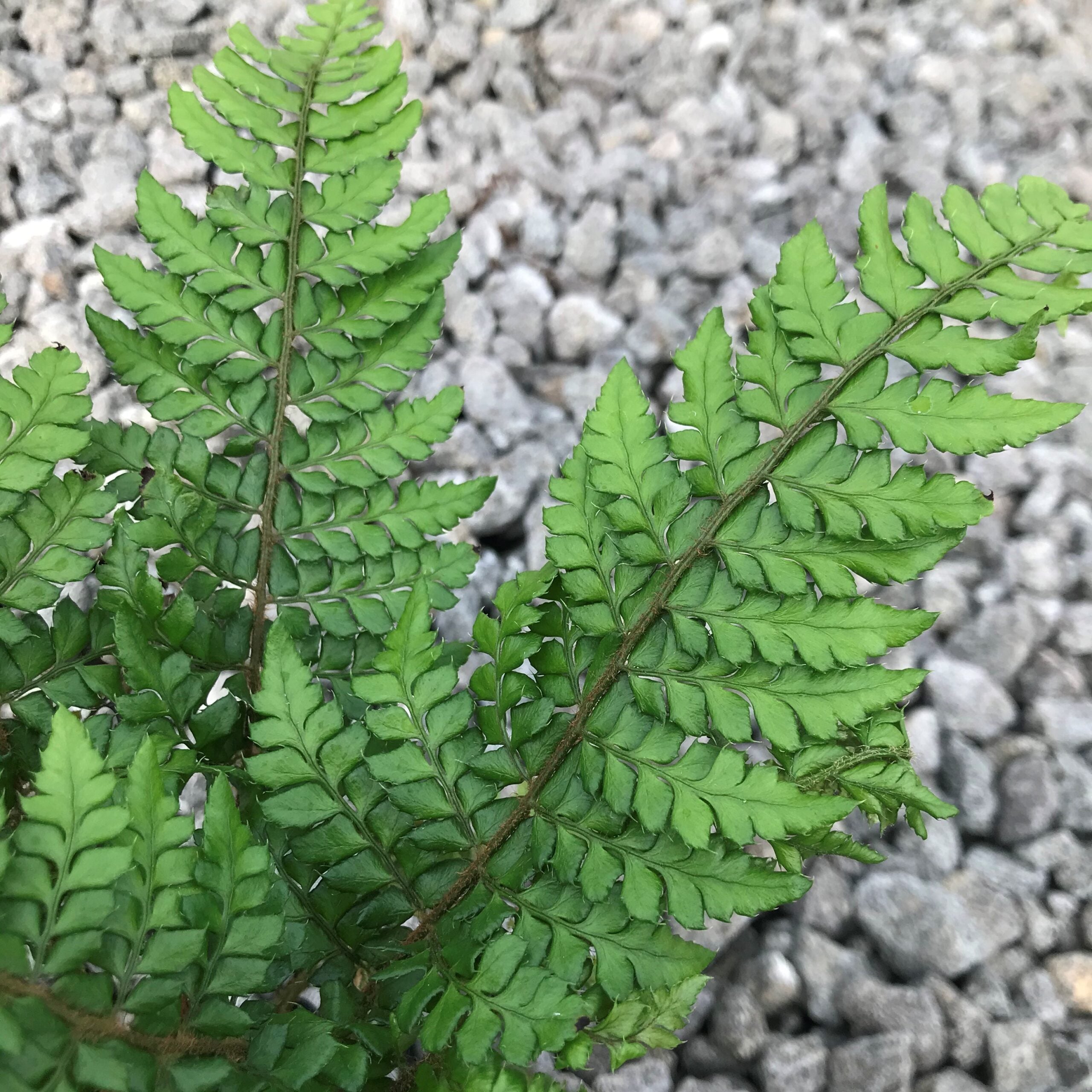 Polystichum makinoi - Holly Fern (3.5" Pot) - Image 7
