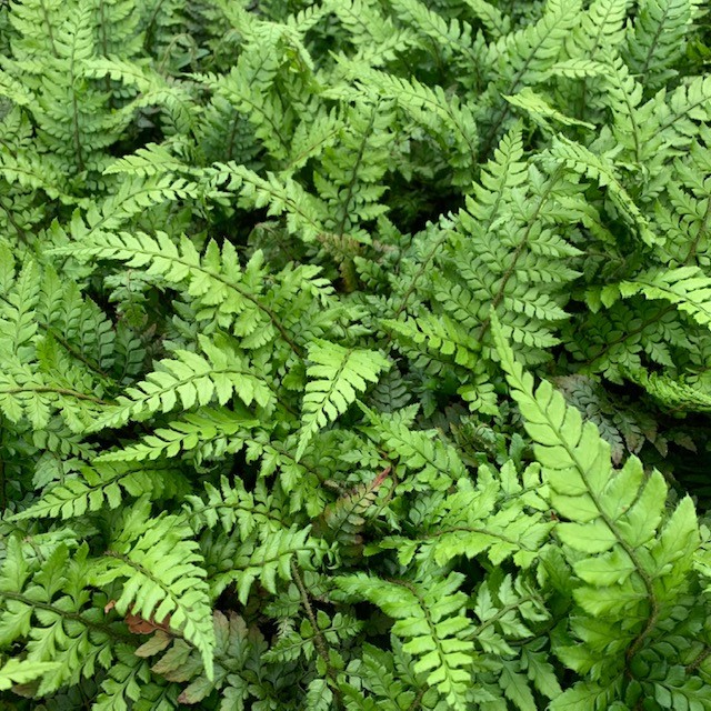 Polystichum makinoi - Holly Fern (3.5" Pot) - Image 2
