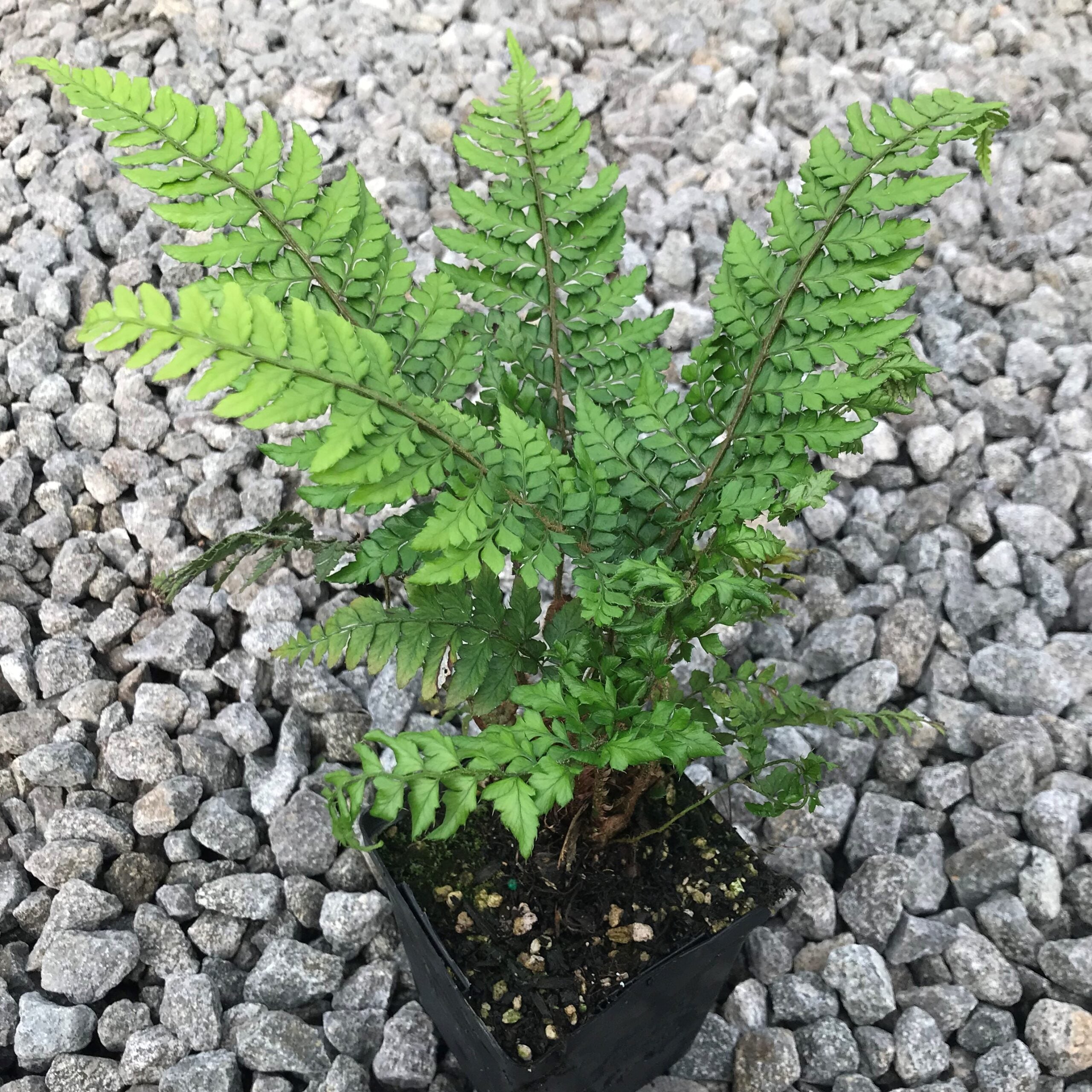 Polystichum makinoi - Holly Fern (3.5" Pot) - Image 6