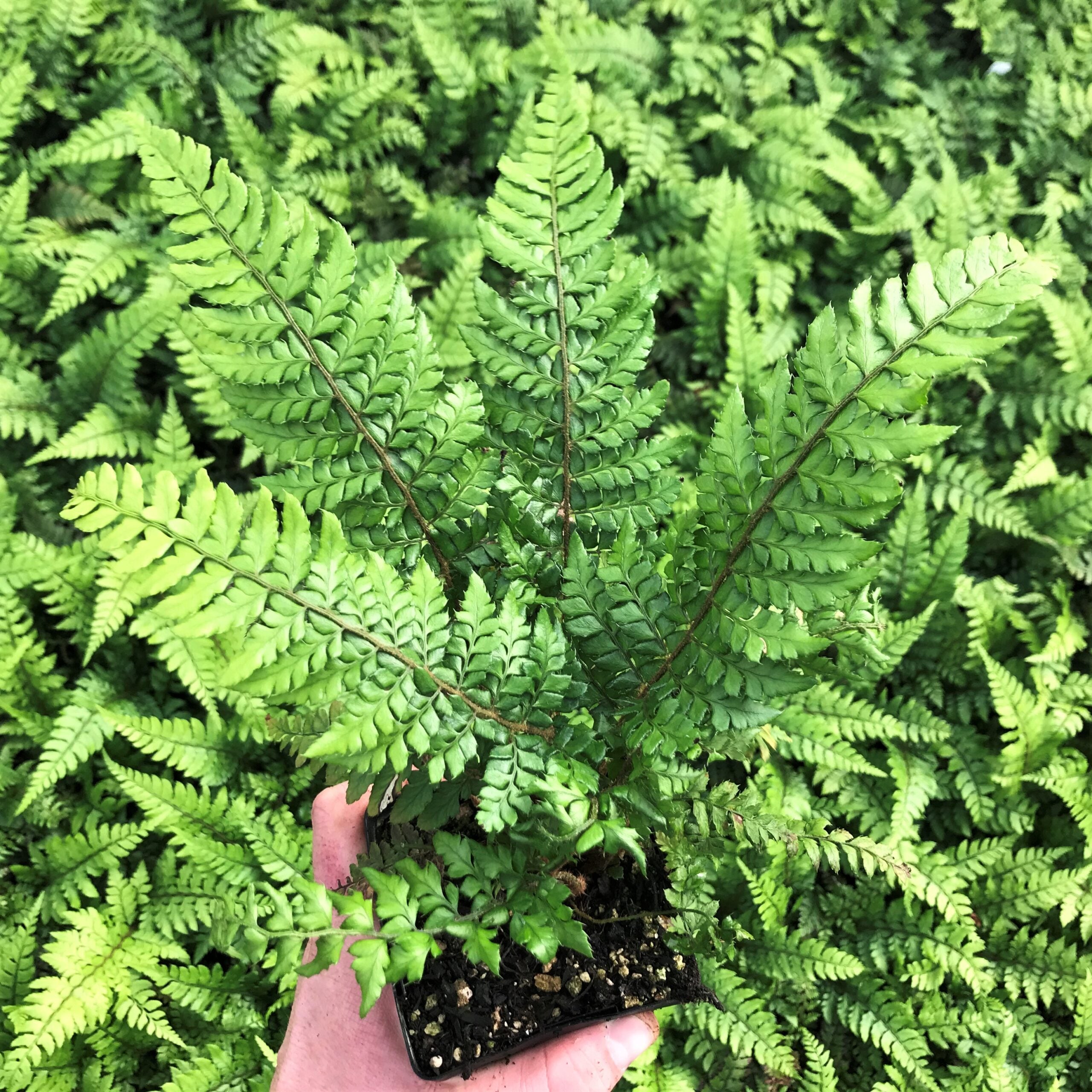 Polystichum makinoi - Holly Fern (3.5" Pot)