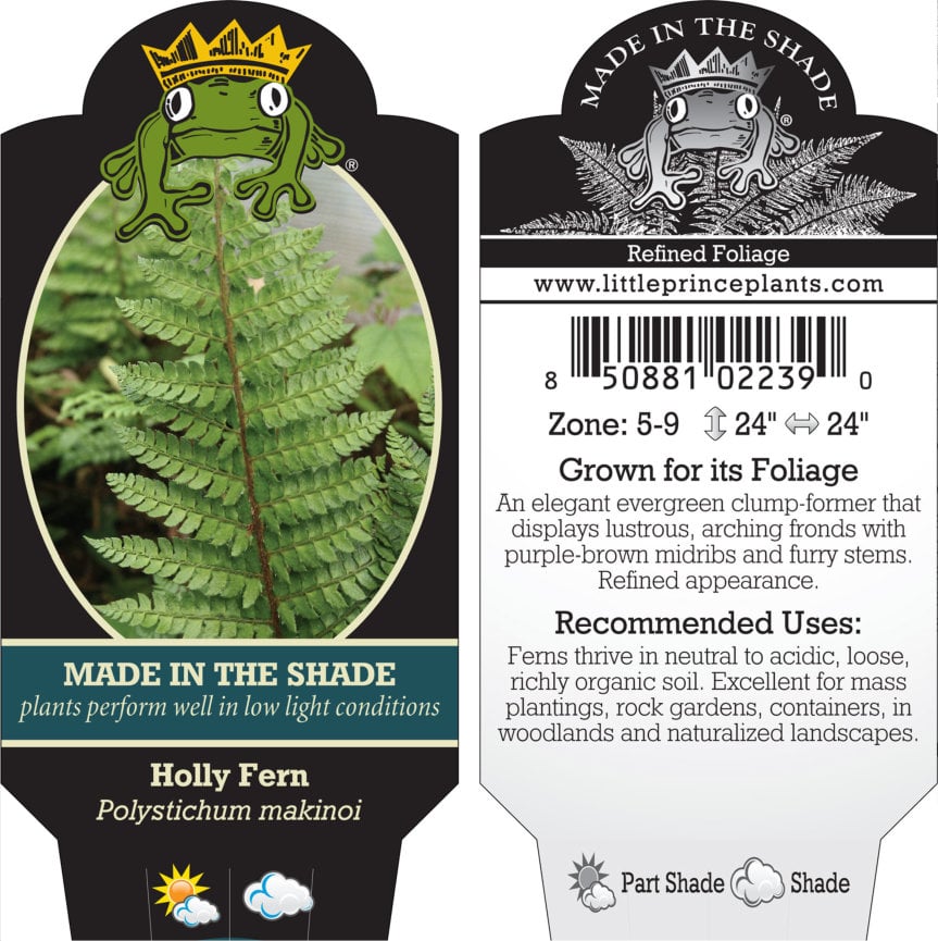 Polystichum makinoi - Holly Fern (3.5" Pot) - Image 9