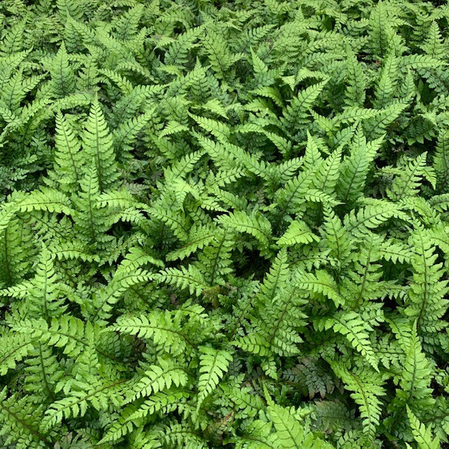 Polystichum makinoi - Holly Fern (3.5" Pot) - Image 8