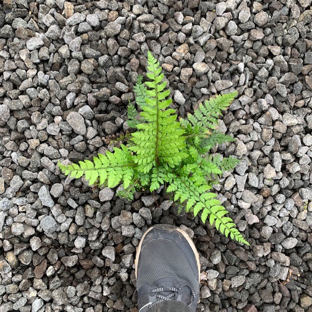 Polystichum makinoi - Holly Fern (3.5" Pot) - Image 3