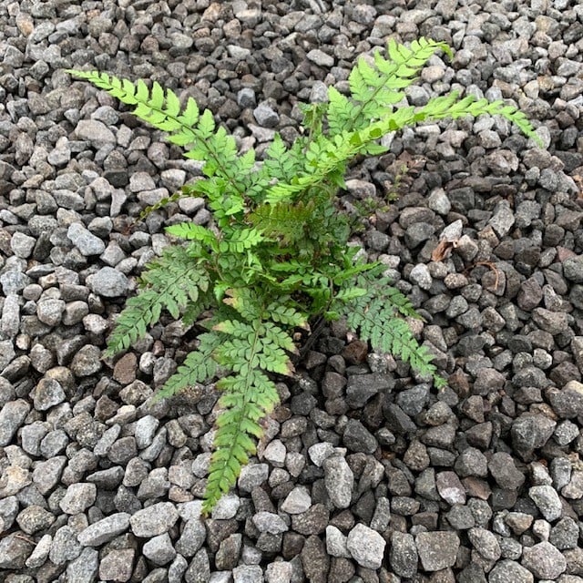 Polystichum makinoi - Holly Fern (3.5" Pot) - Image 4