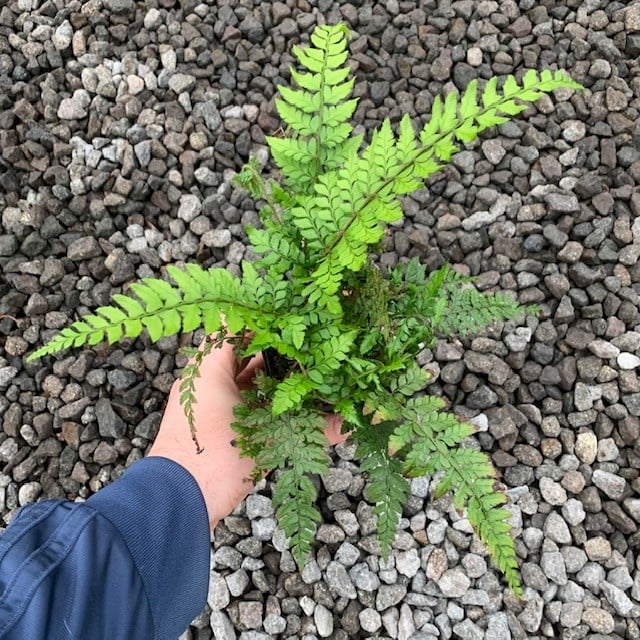 Polystichum makinoi - Holly Fern (3.5" Pot) - Image 5