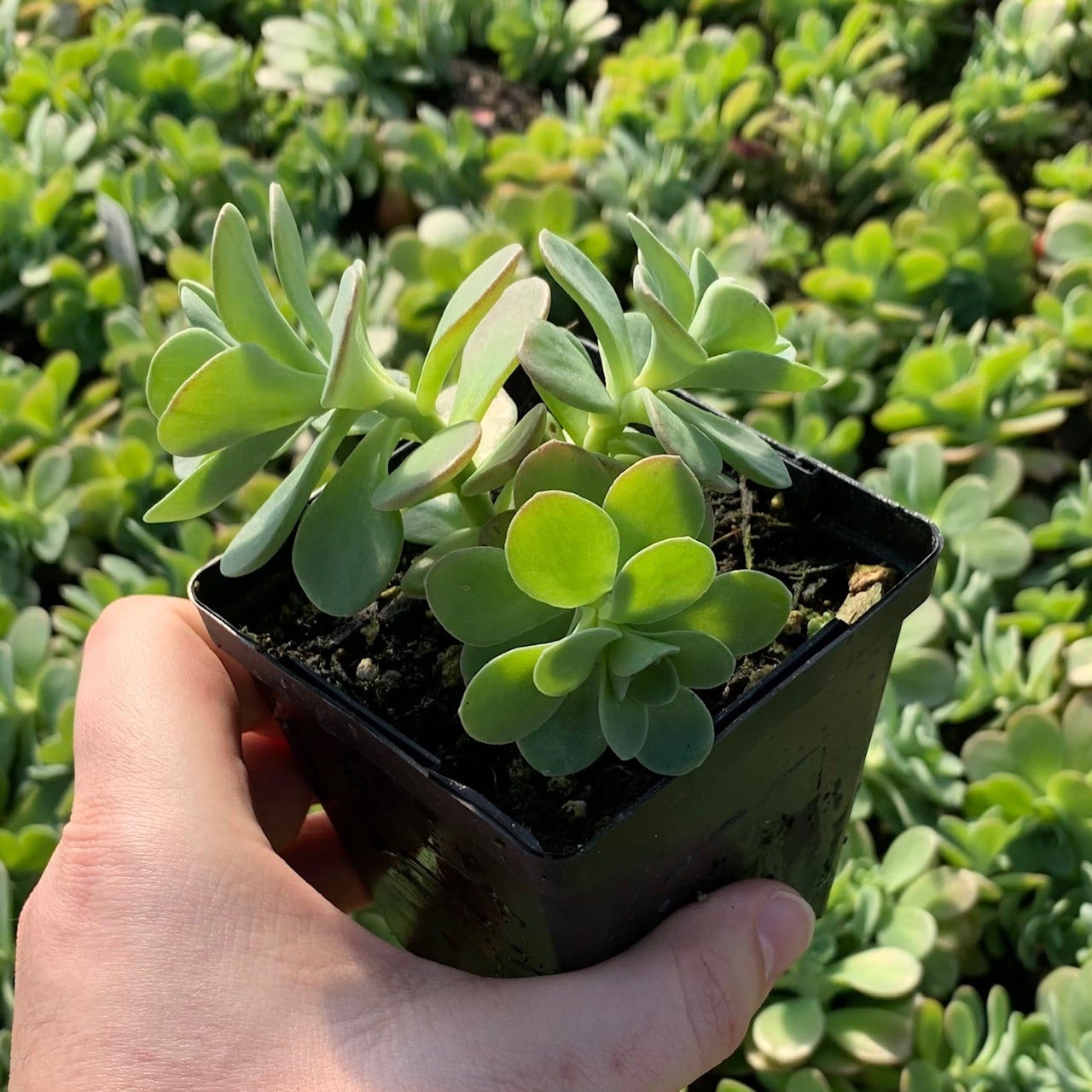 Sedum palmeri - Palmer's Stonecrop (3.5" Pot) - Image 5