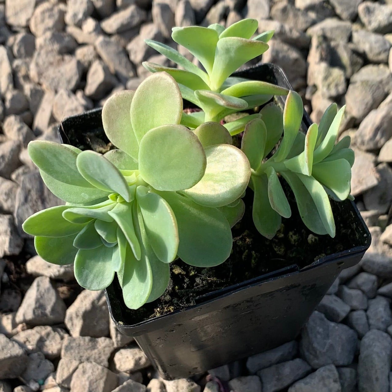 Sedum palmeri - Palmer's Stonecrop (3.5" Pot) - Image 3