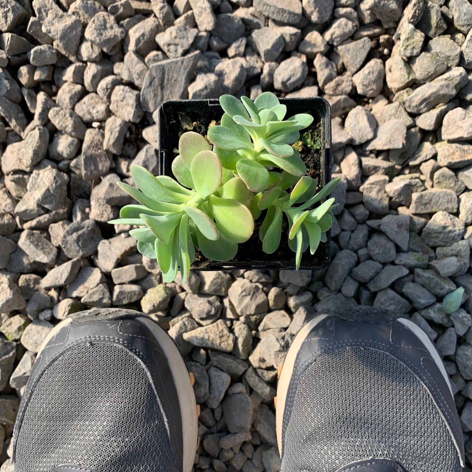 Sedum palmeri - Palmer's Stonecrop (3.5" Pot) - Image 6