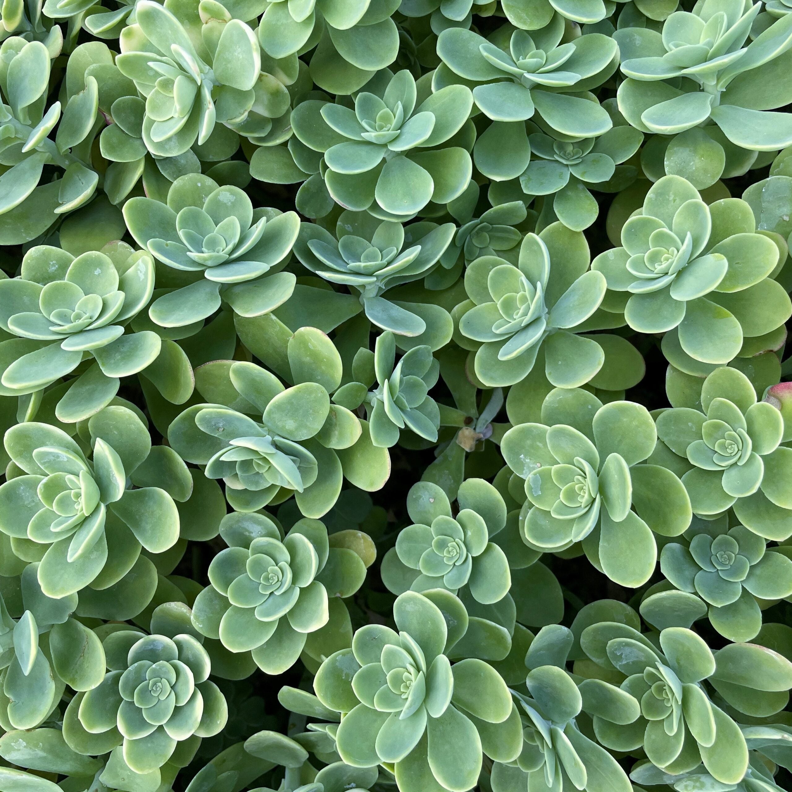 Sedum palmeri - Palmer's Stonecrop (3.5" Pot) - Image 2