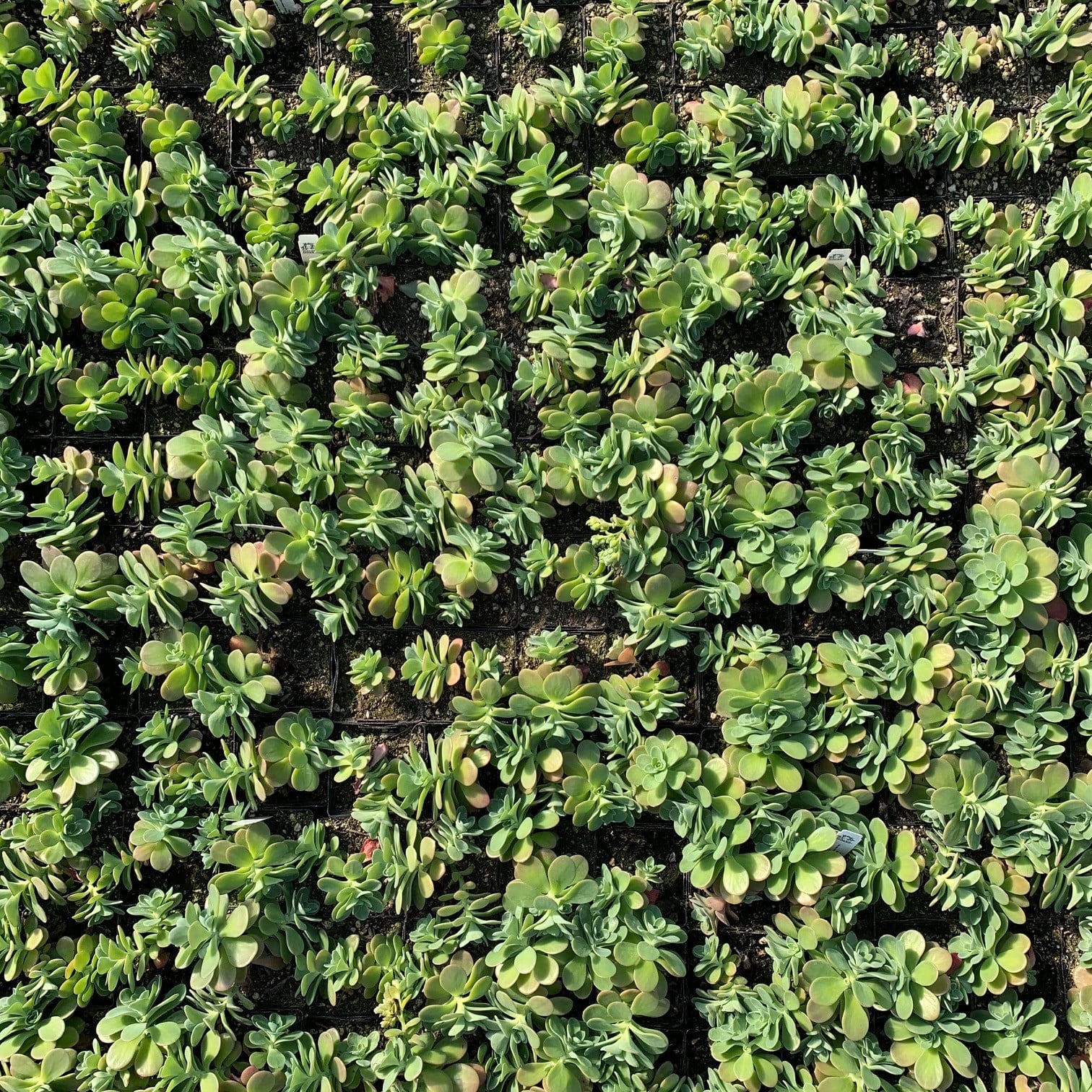 Sedum palmeri - Palmer's Stonecrop (3.5" Pot) - Image 4
