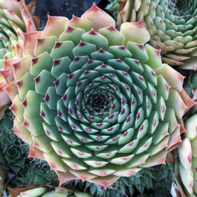 Sempervivum 'Maroon Queen' - Hens & Chicks (3.5" Pot)