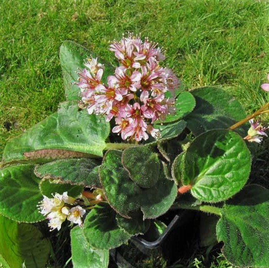 Bergenia ciliata 'Dumbo' - Dumbo Pig Squeak (4.5" Pot) - Image 2