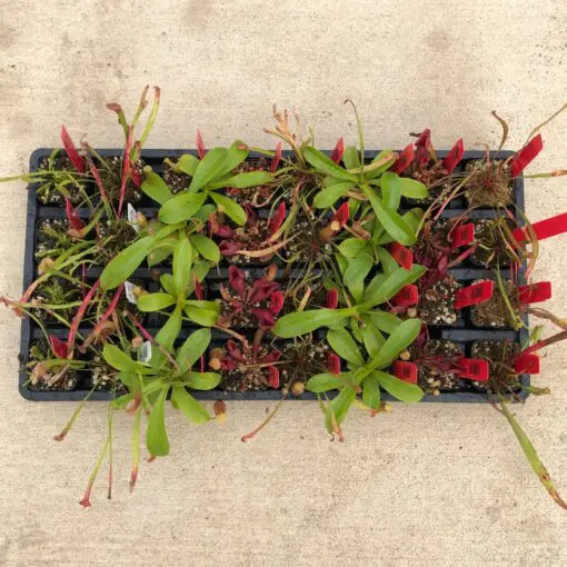 Carnivorous Plants - Mixed Plants (2" Pots) | Little Prince of Oregon  Nursery