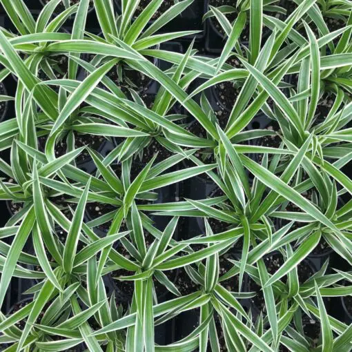 succulent pencil Euphorbia Fiherenensis (Pencil Plant)