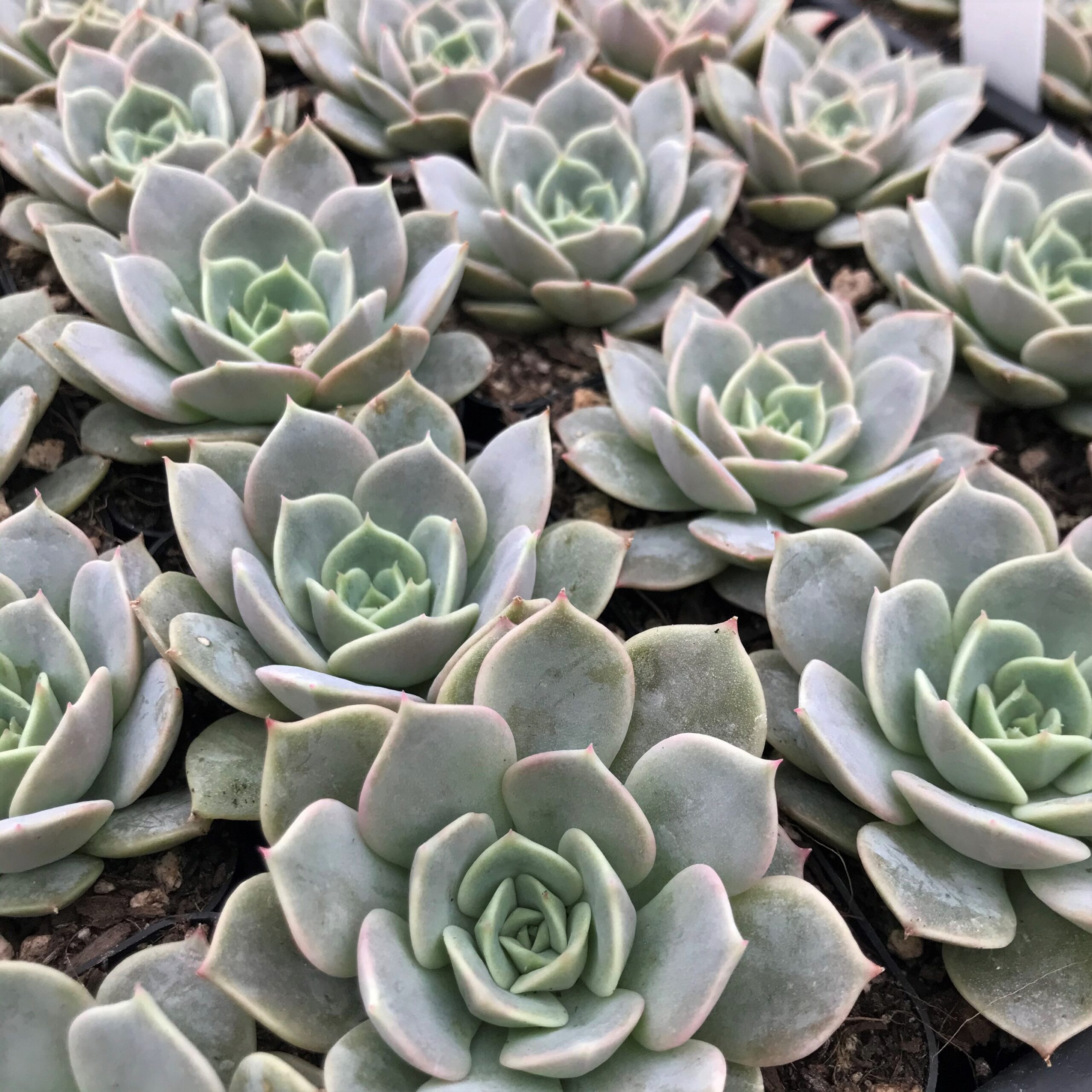 Echeveria 'Fury' (2" Pot) - Image 2