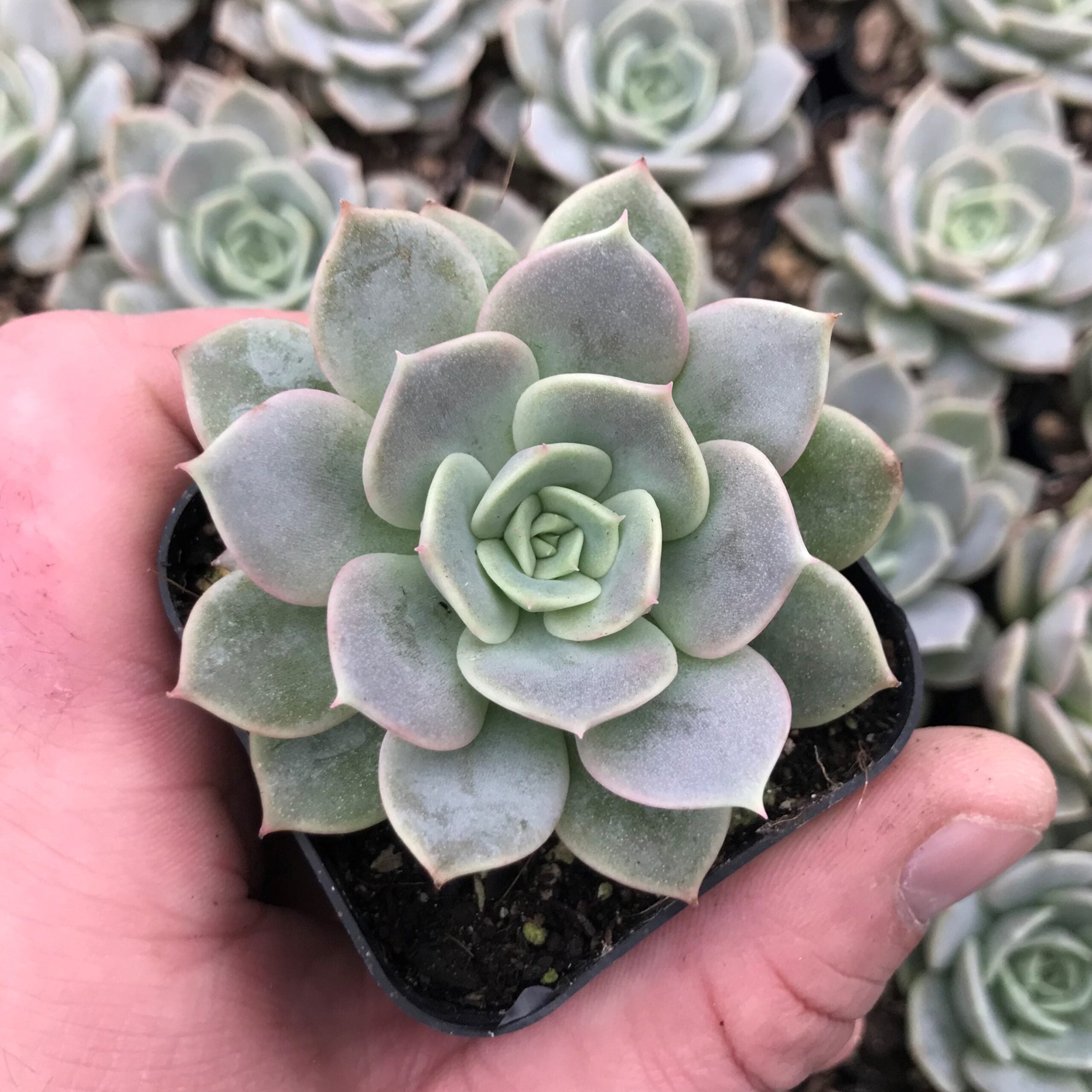 Echeveria 'Fury' (2" Pot)