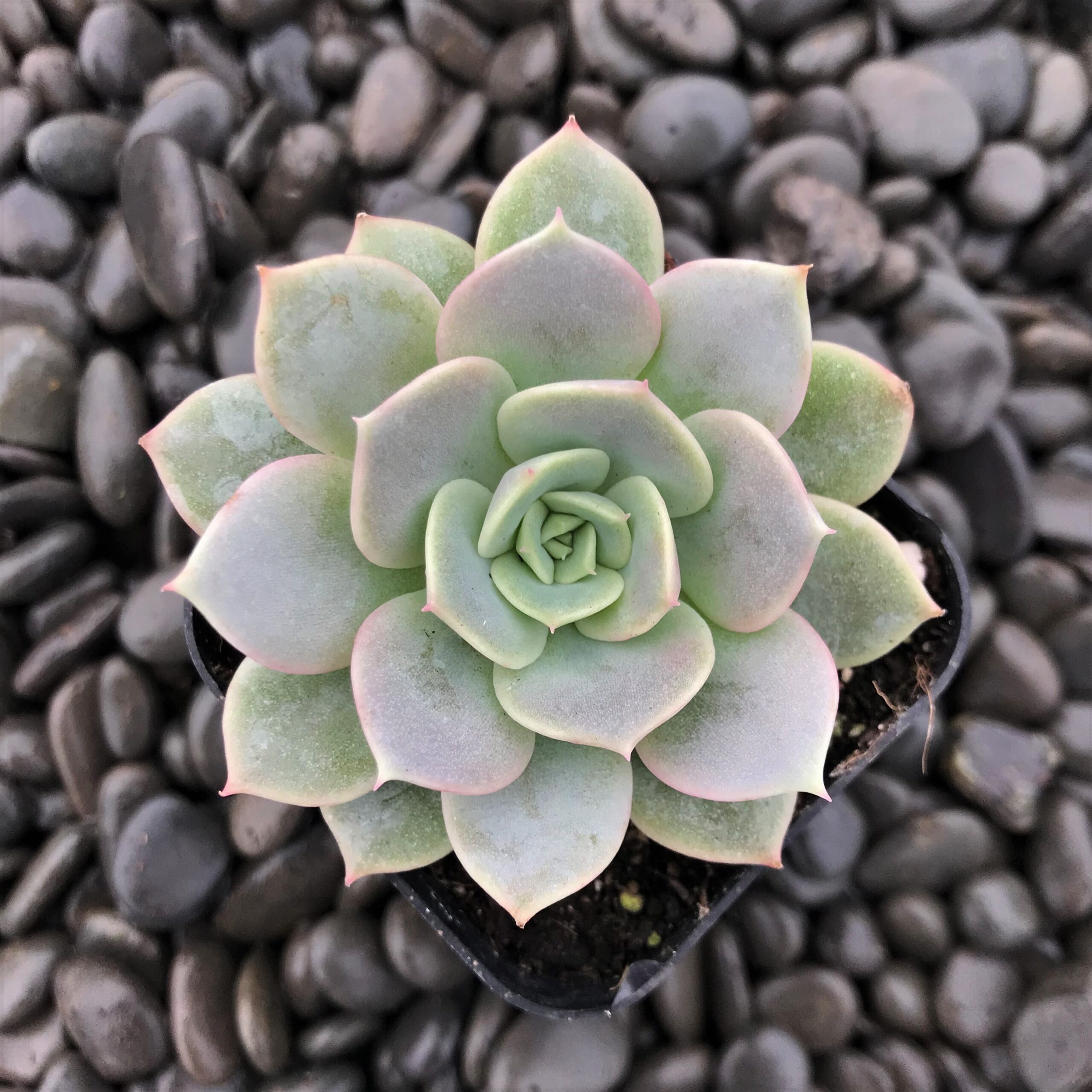 Echeveria 'Fury' (2" Pot) - Image 3