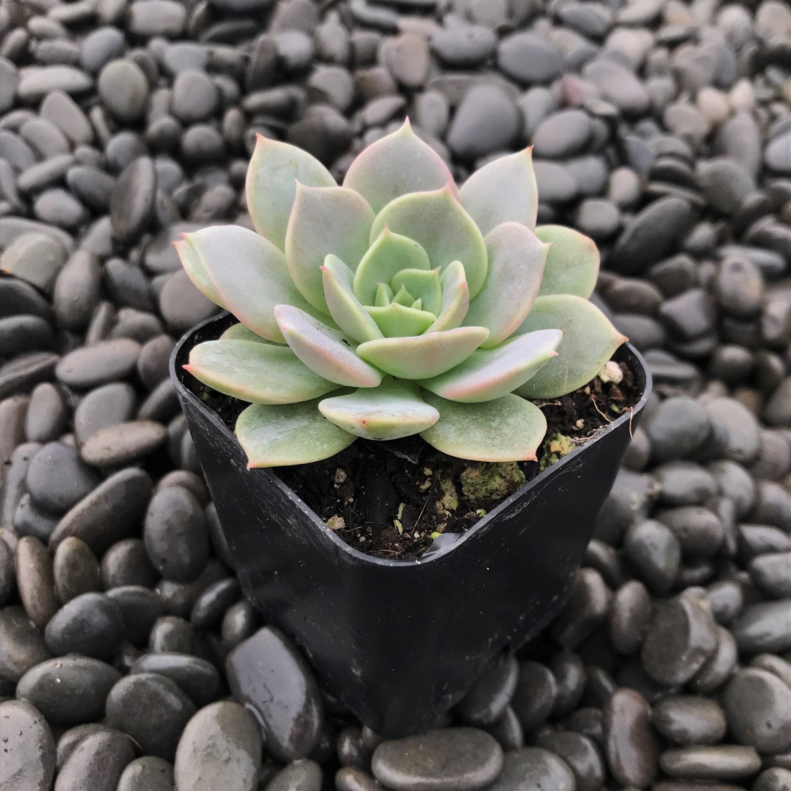 Echeveria 'Fury' (2" Pot) - Image 4