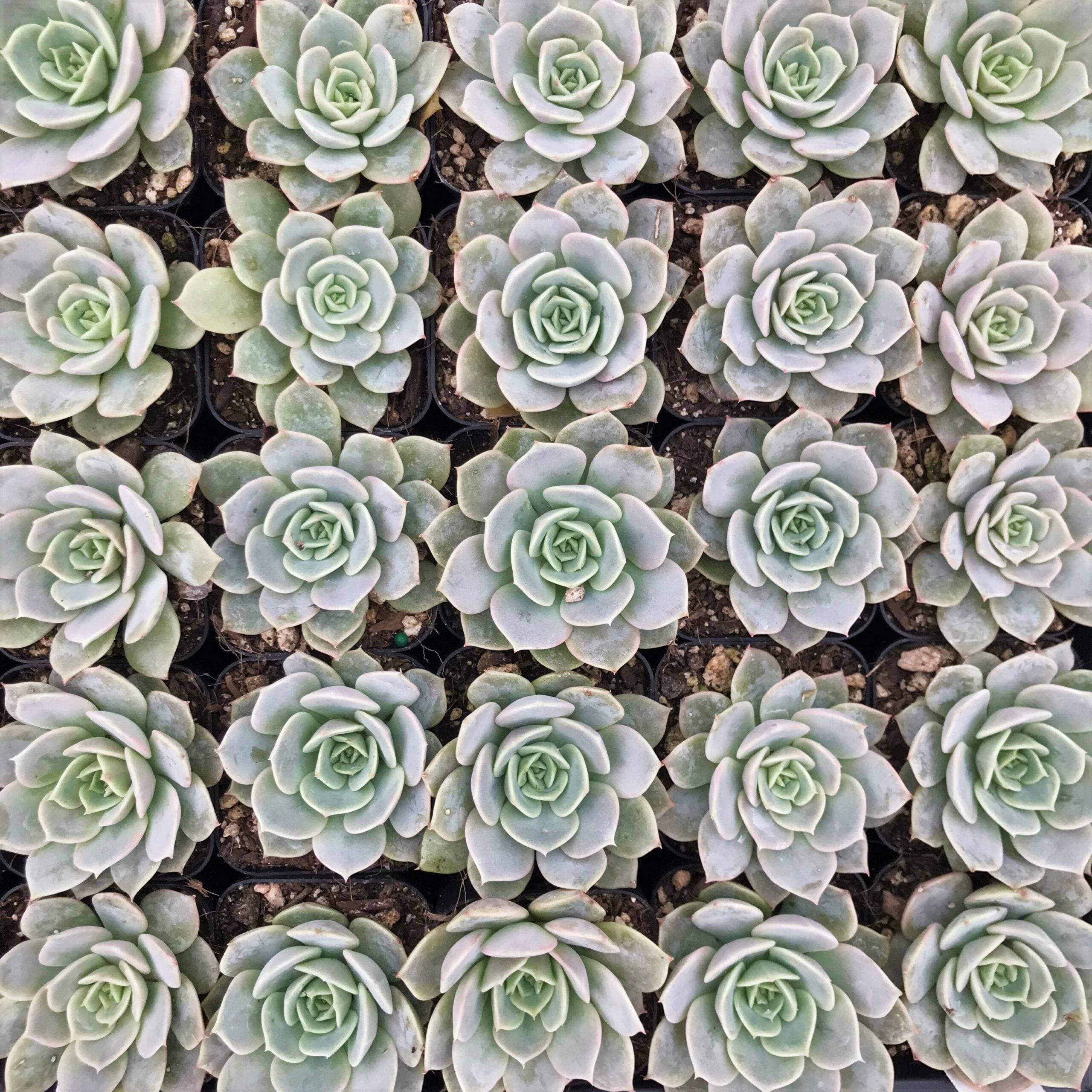 Echeveria 'Fury' (2" Pot) - Image 5