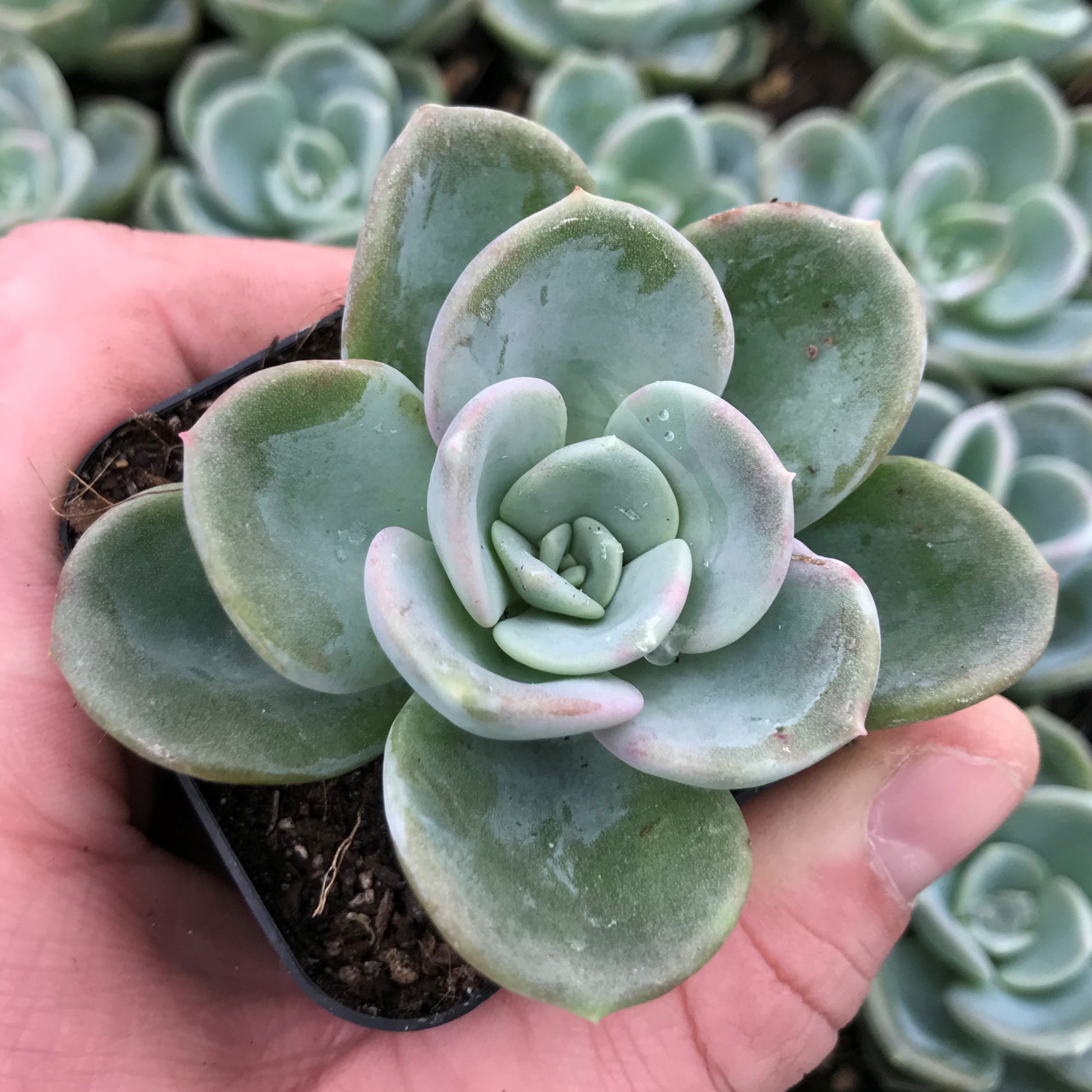 Echeveria-Violet-Queen-