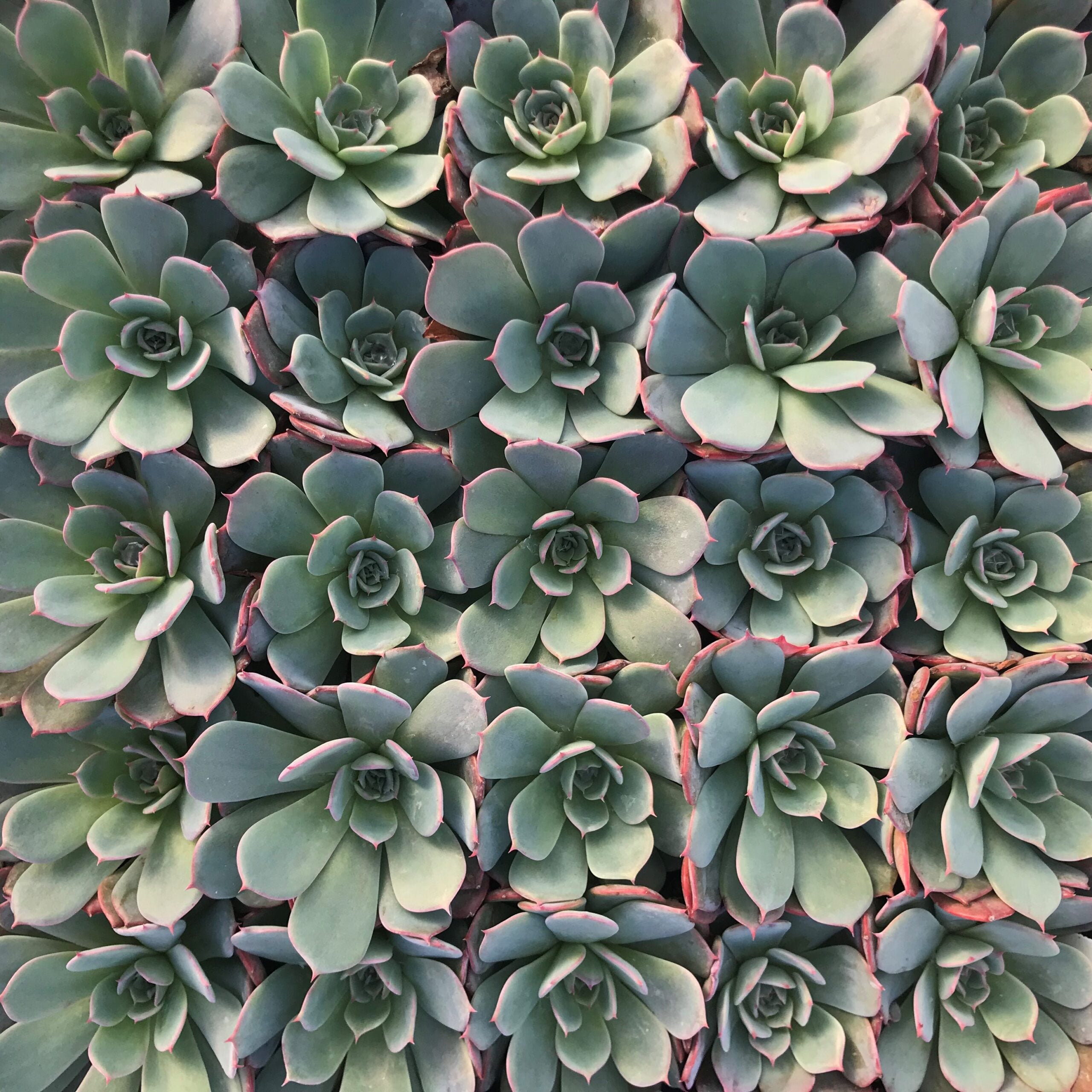 Echeveria laulensis (2" Pot) - Image 3