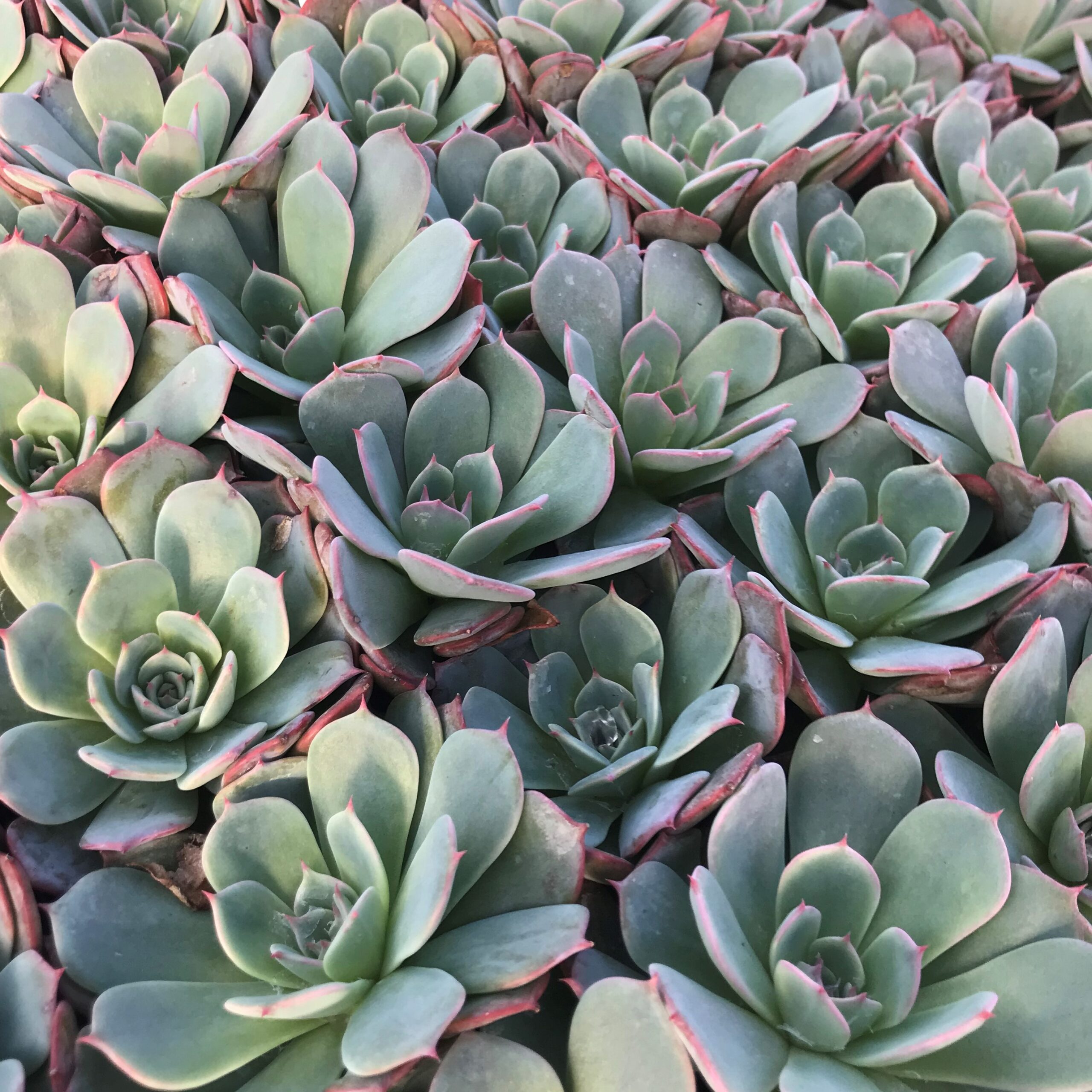 Echeveria laulensis (2" Pot) - Image 2