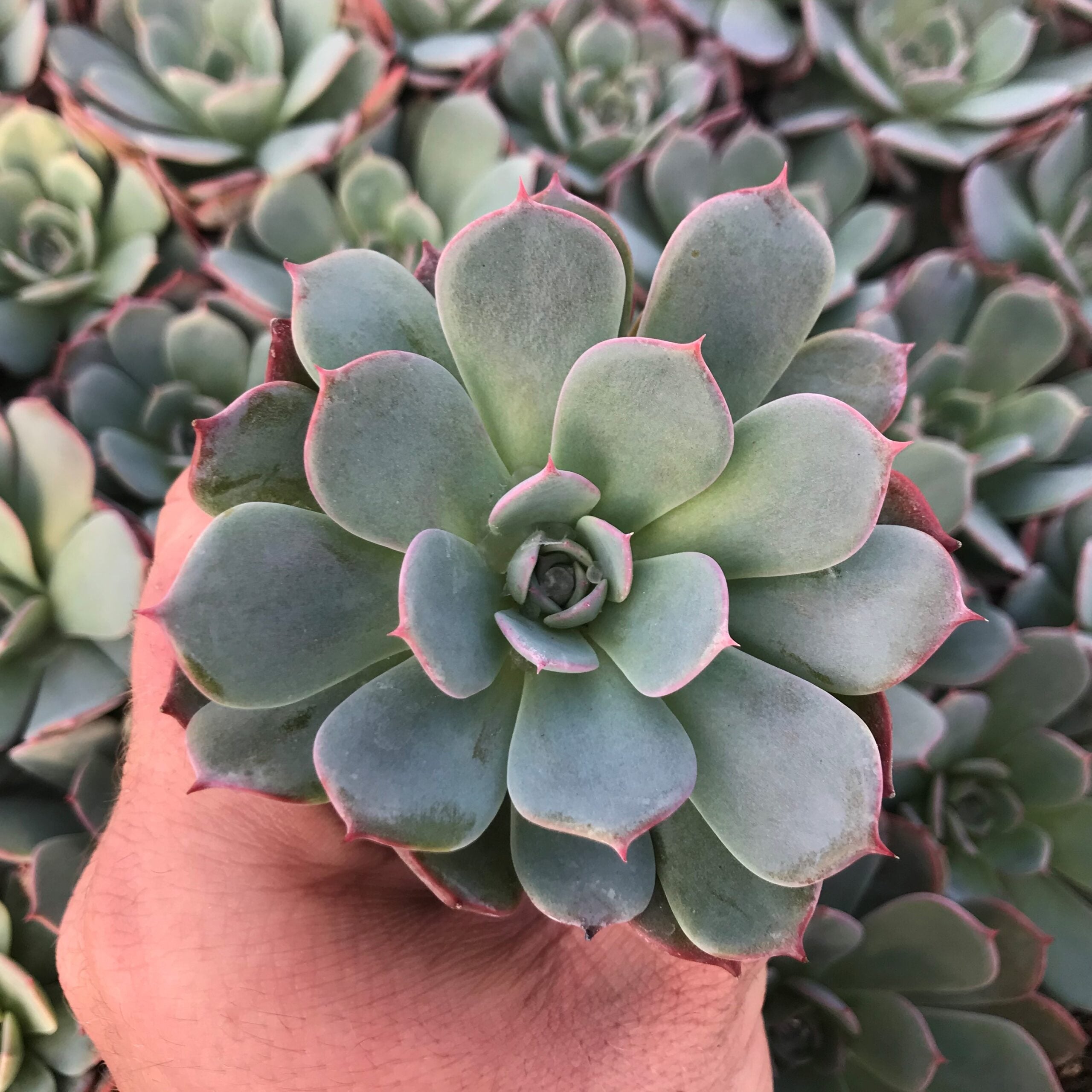 Echeveria laulensis (2" Pot)