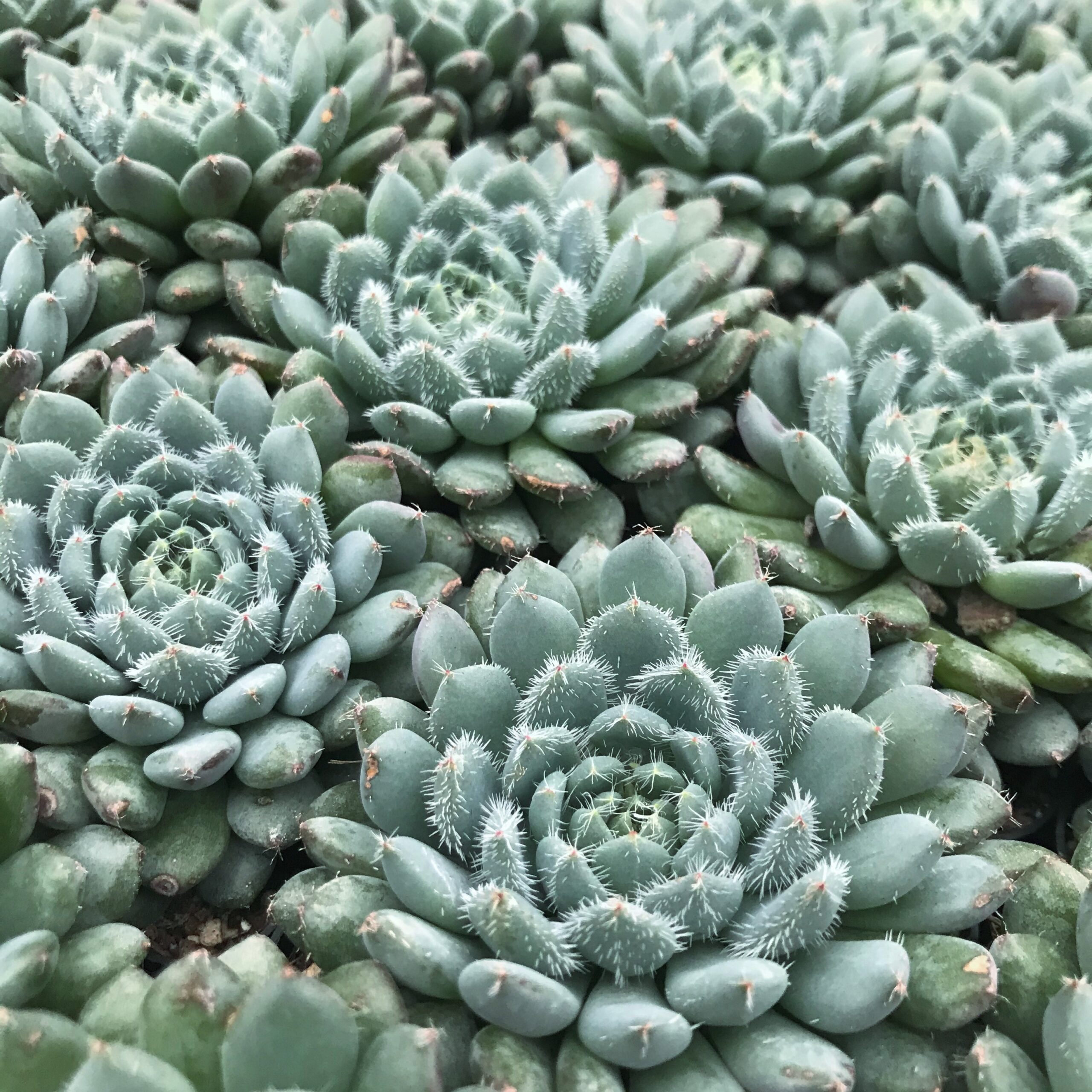 Echeveria rundelli (2" Pot) - Image 3