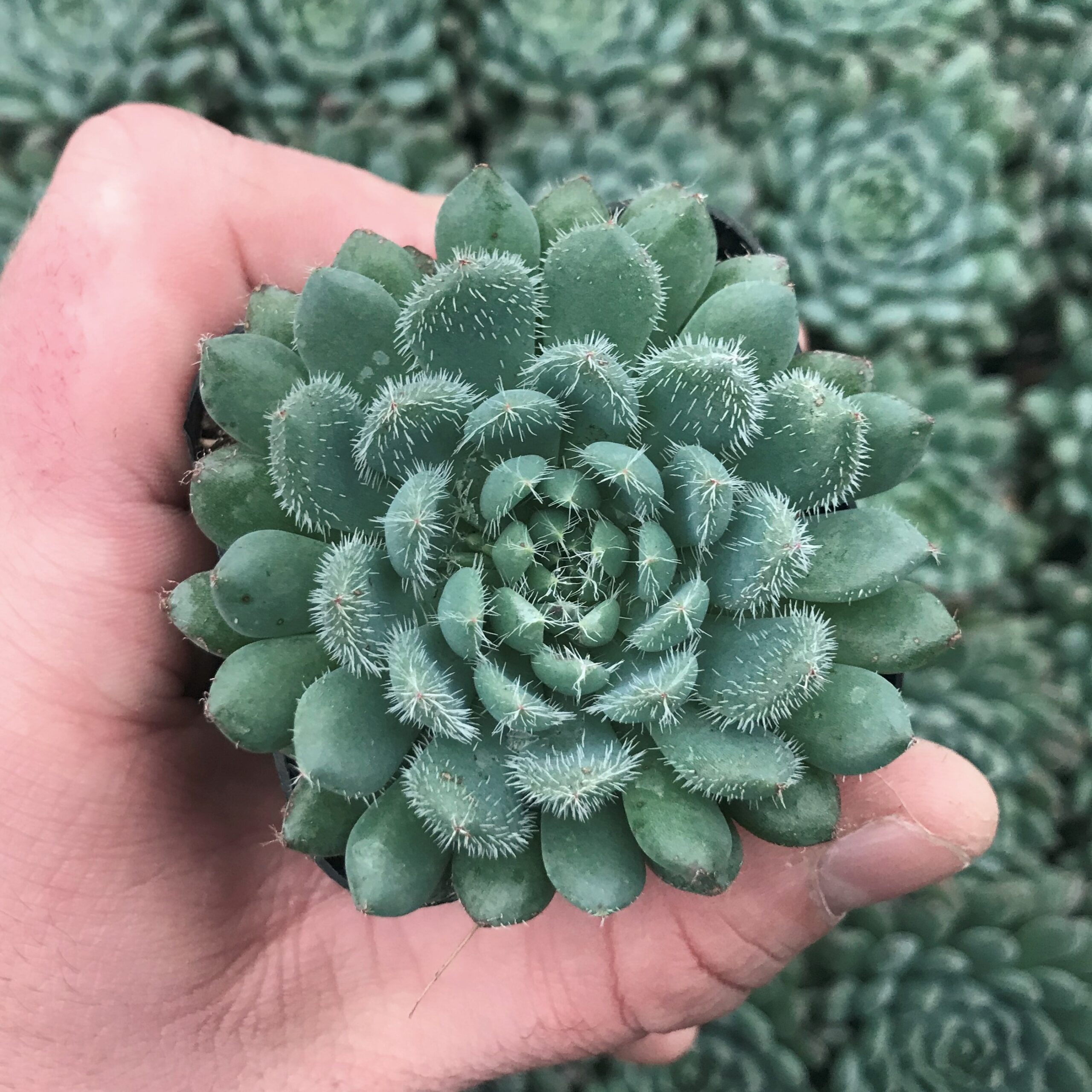 Echeveria rundelli (2" Pot)
