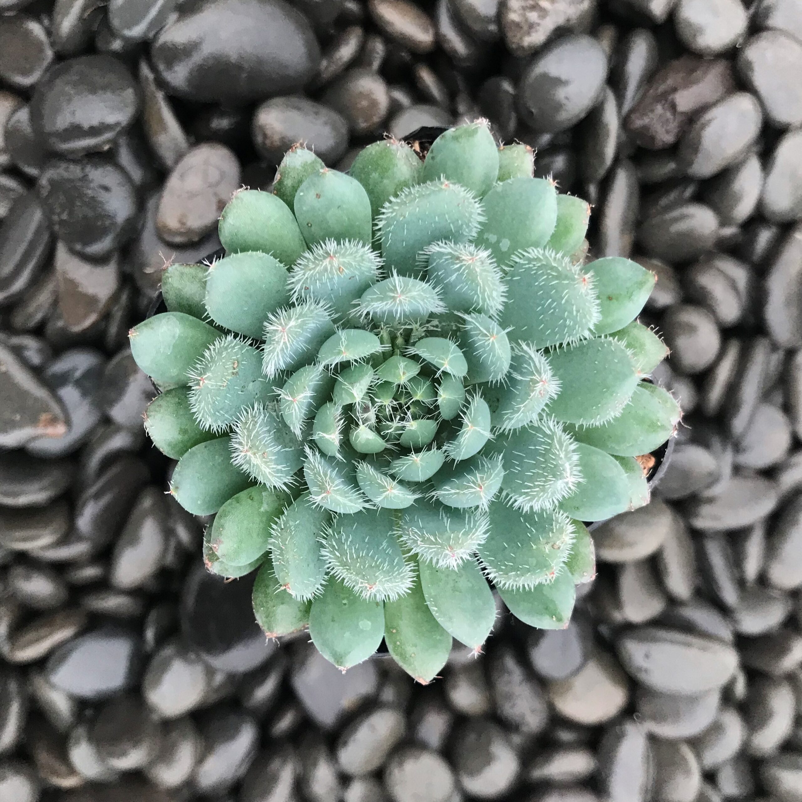 Echeveria rundelli (2" Pot) - Image 4