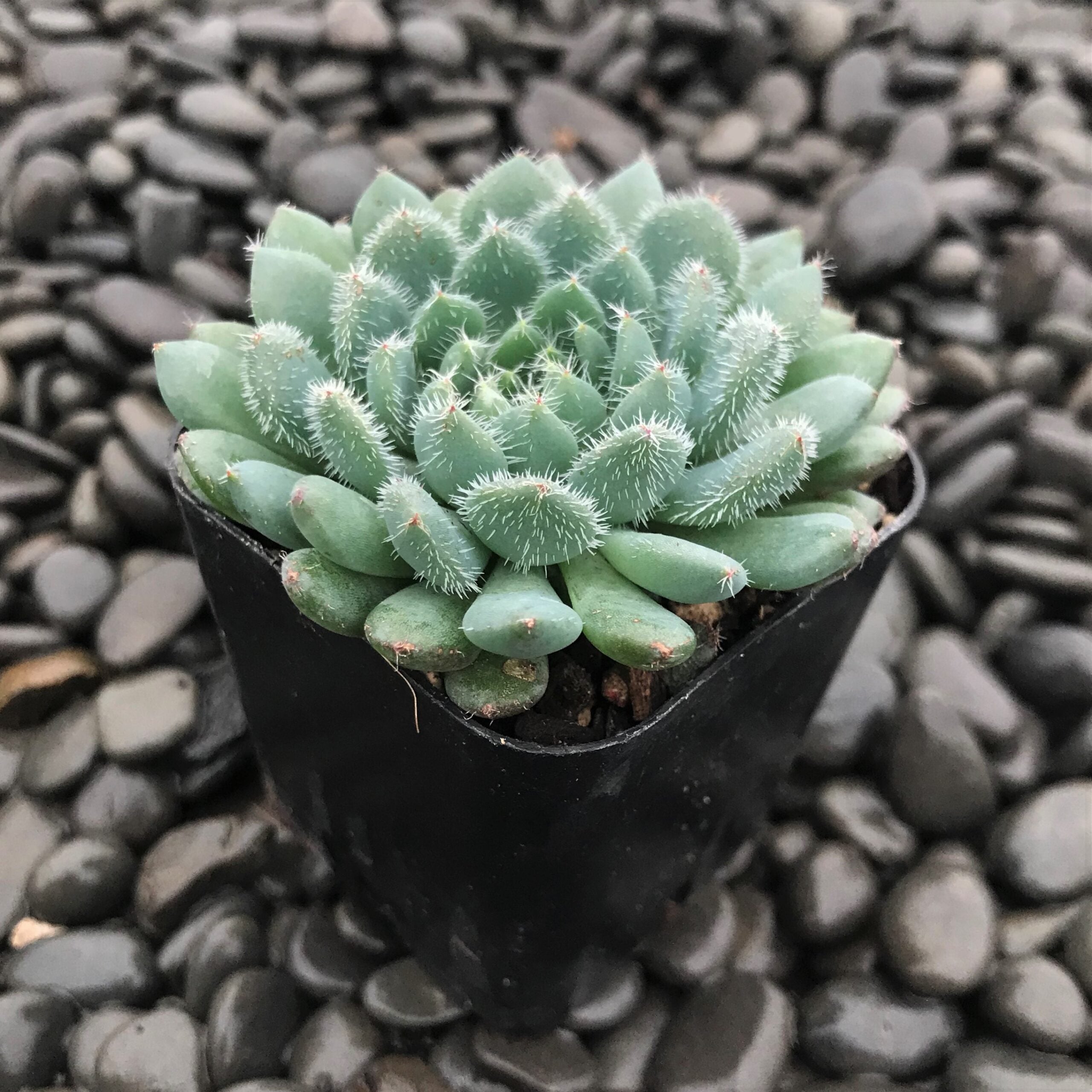Echeveria rundelli (2" Pot) - Image 5