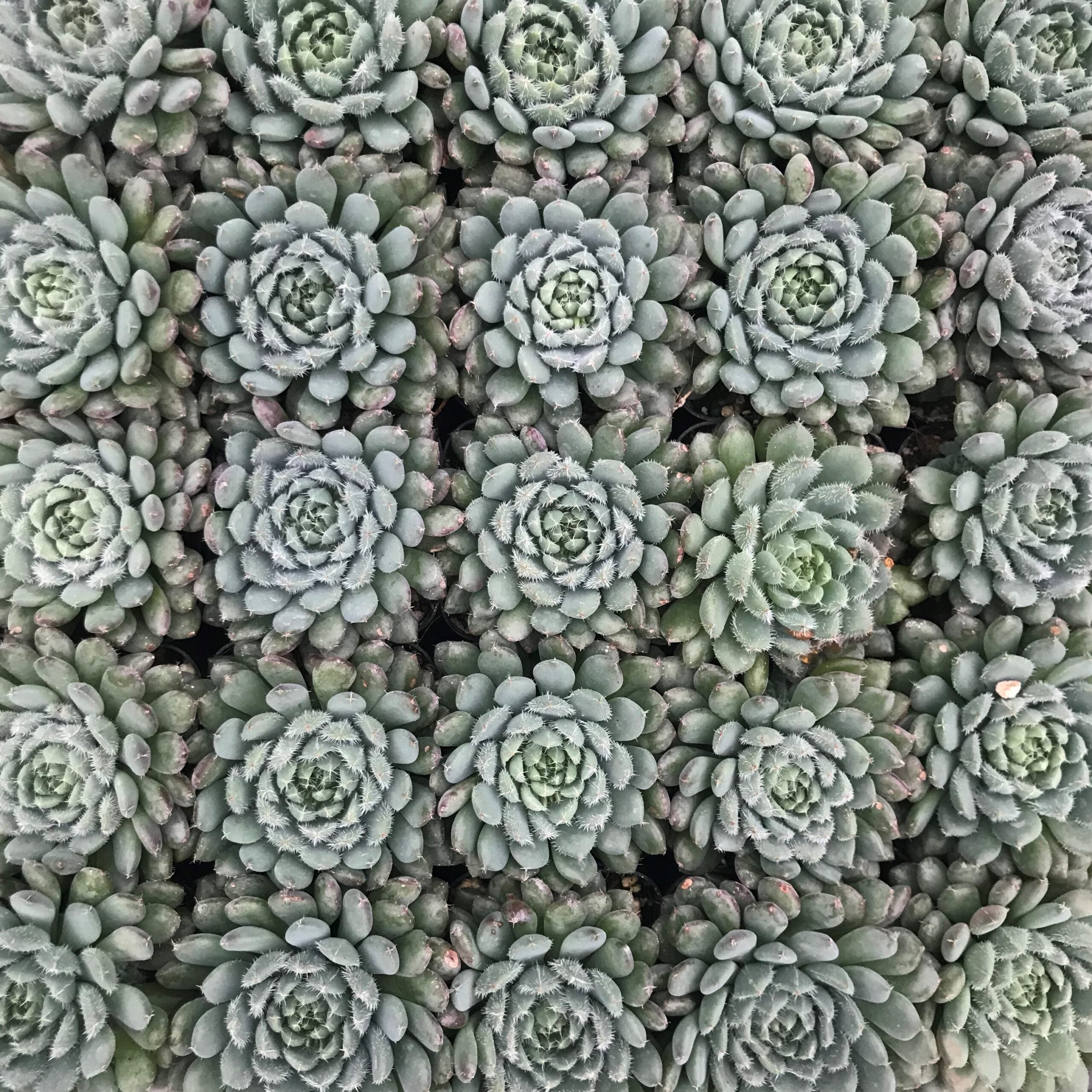Echeveria rundelli (2" Pot) - Image 6