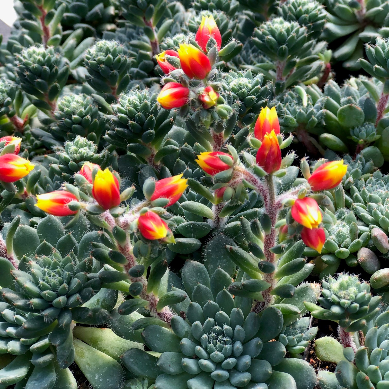 Echeveria rundelli (2" Pot) - Image 2
