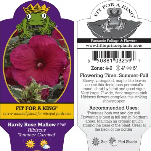 Hibiscus 'Summer Carnival' - Hardy Rose Mallow PPAF | Little