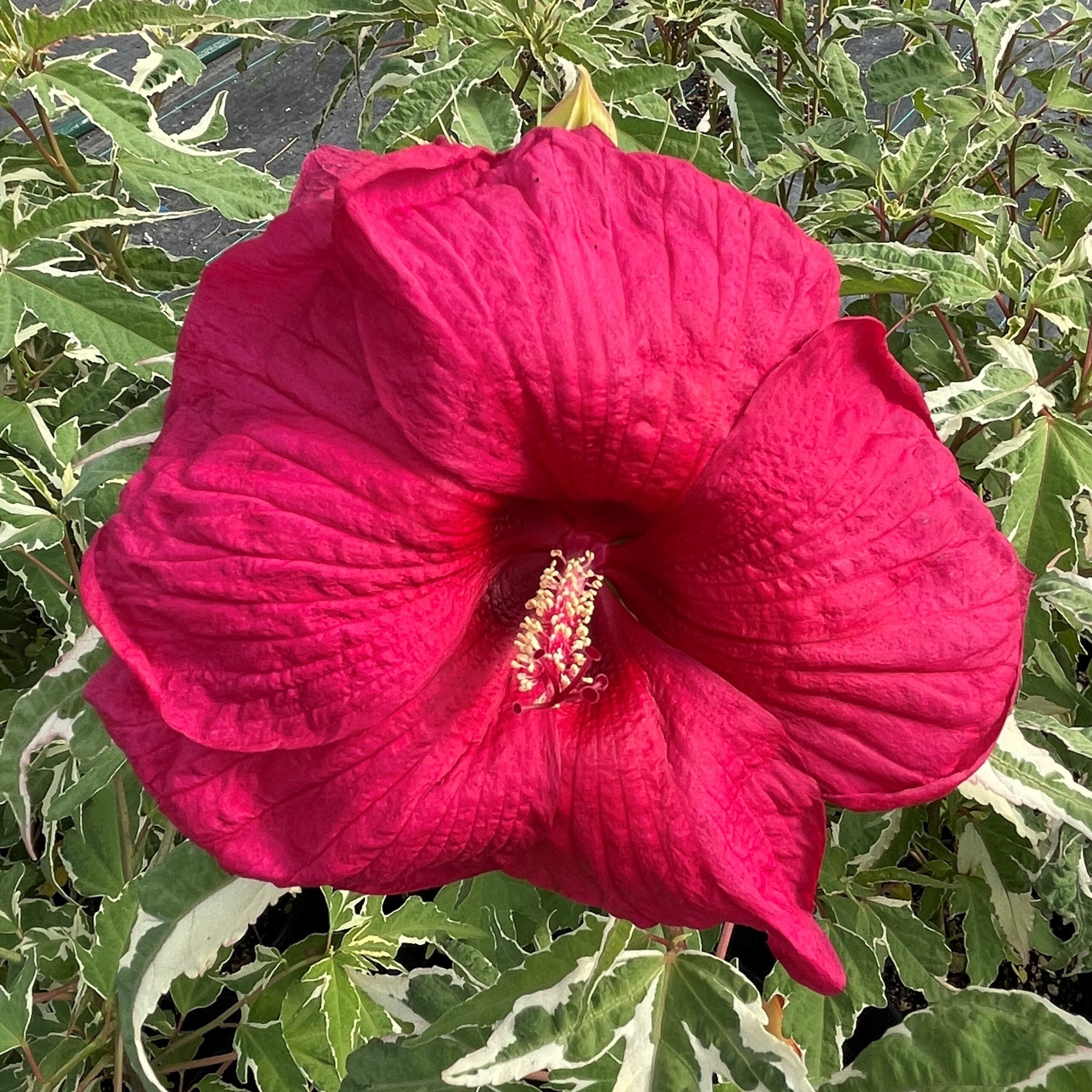 Hibiscus 'Summer Carnival' - Hardy Rose Mallow PPAF | Little