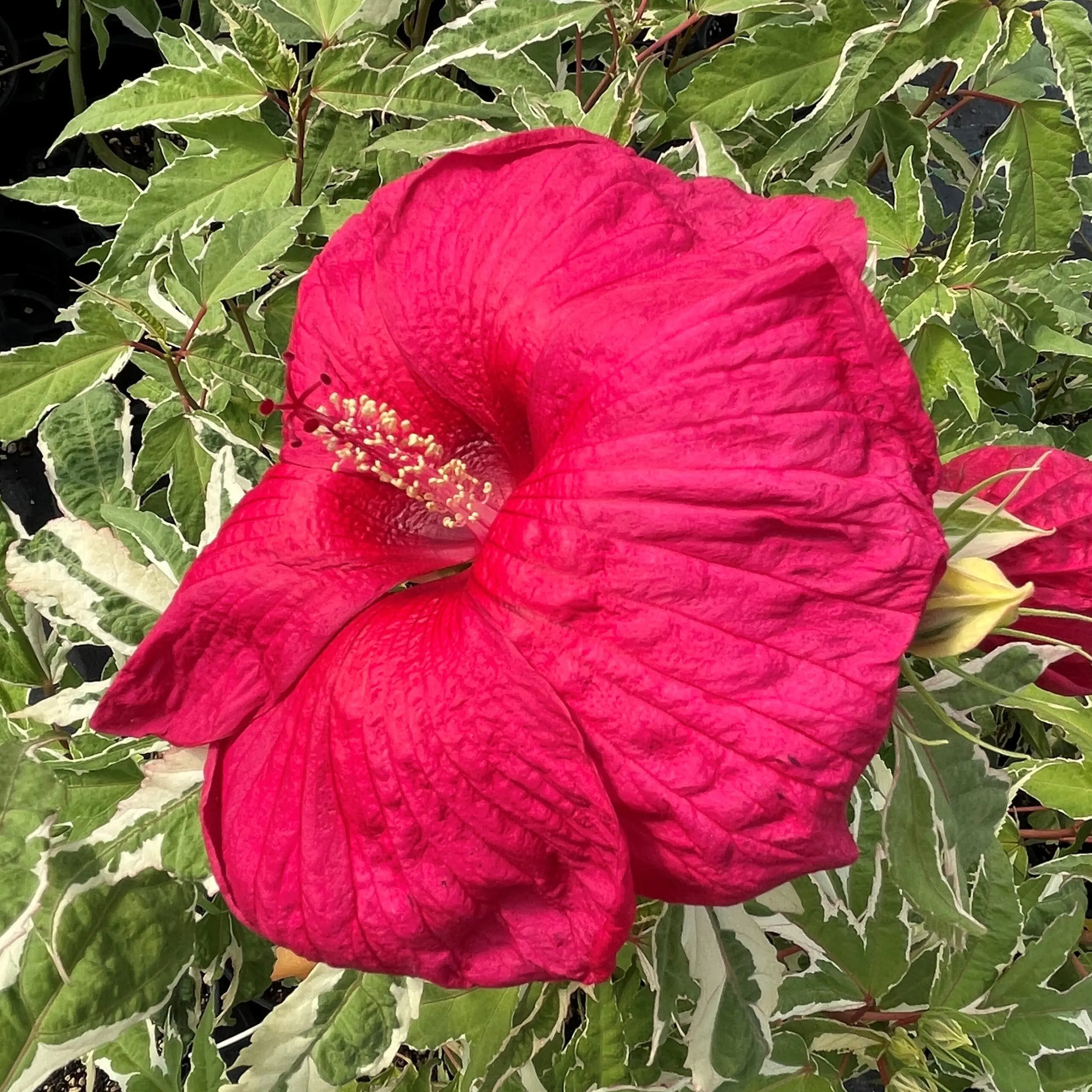 Hibiscus 'Summer Carnival' - Hardy Rose Mallow PPAF | Little