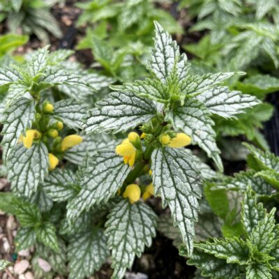 Lamiastrum galeobdolon 'Herman's Pride' - Deadnettle (3.5" Pot)