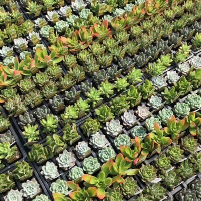 PLANTER POPPERS™ Mixed Varieties (2" Pots)