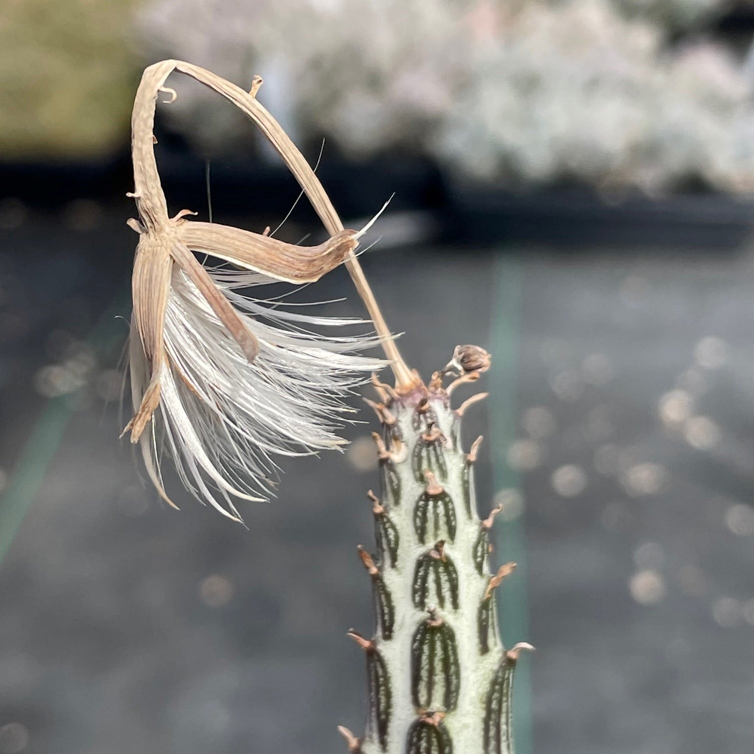 Senecio stapeliiformis – Pickle Plant (2" Pot) - Image 5