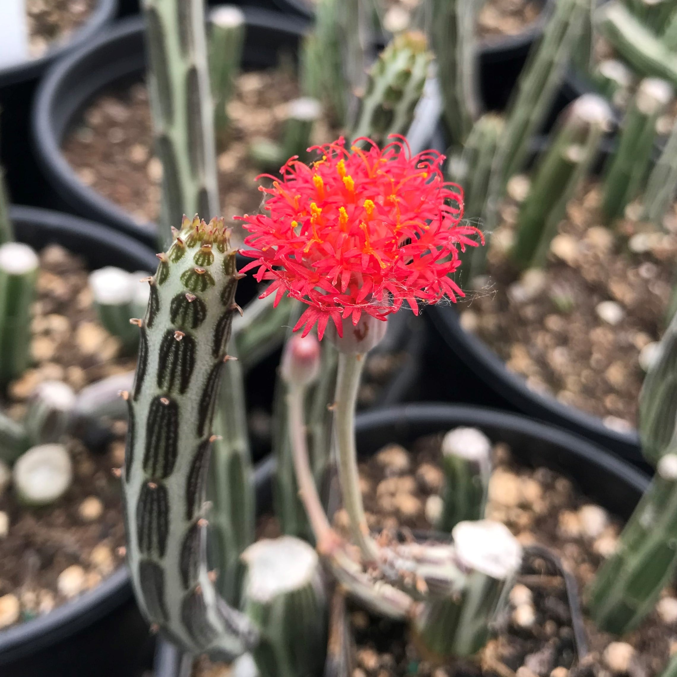 Senecio stapeliiformis – Pickle Plant (2" Pot) - Image 8